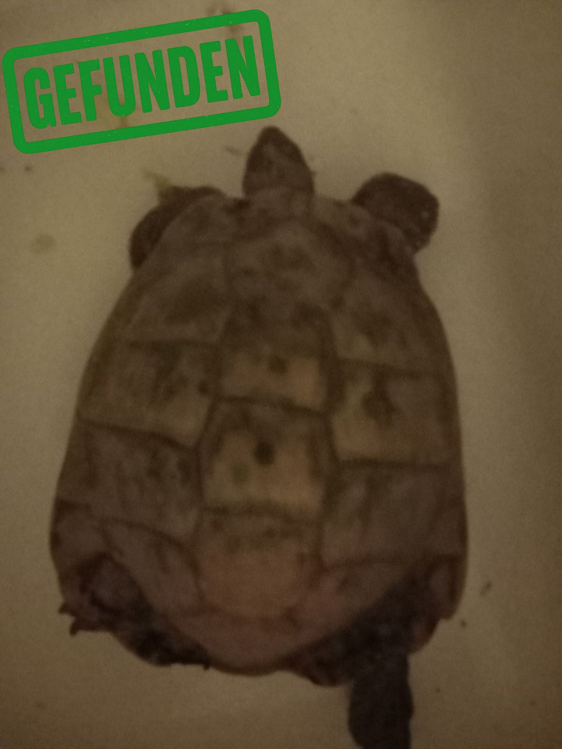 Schildkröte gefunden in 78224 Singen