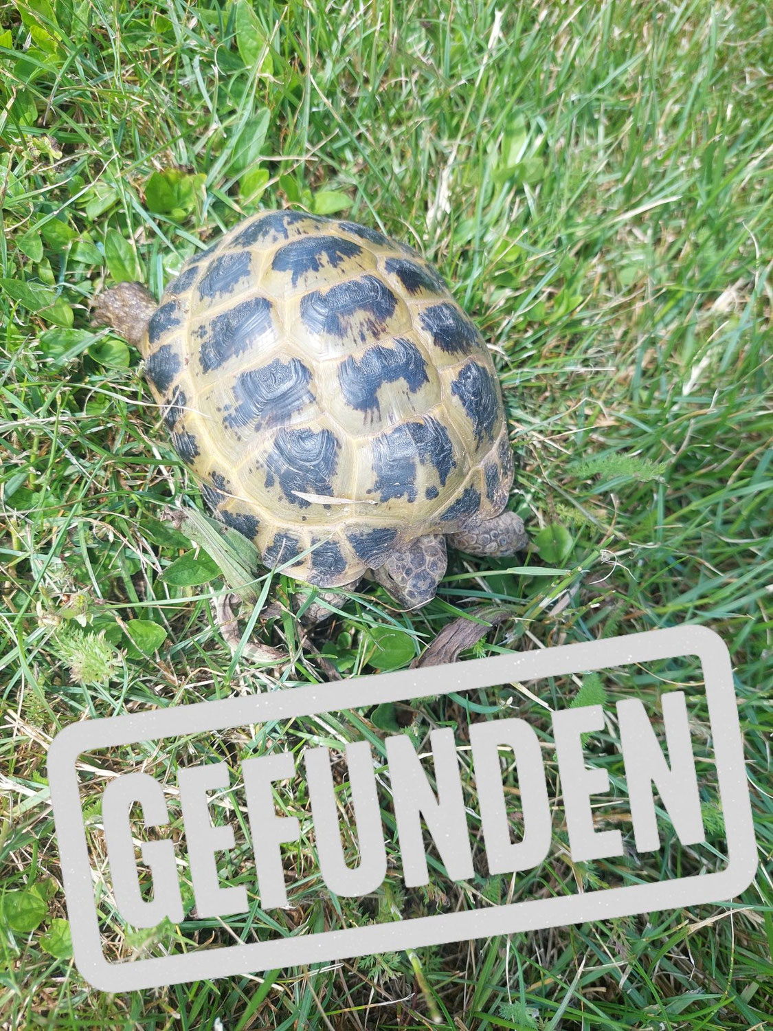 Schildkröte gefunden in 86920 Denklingen