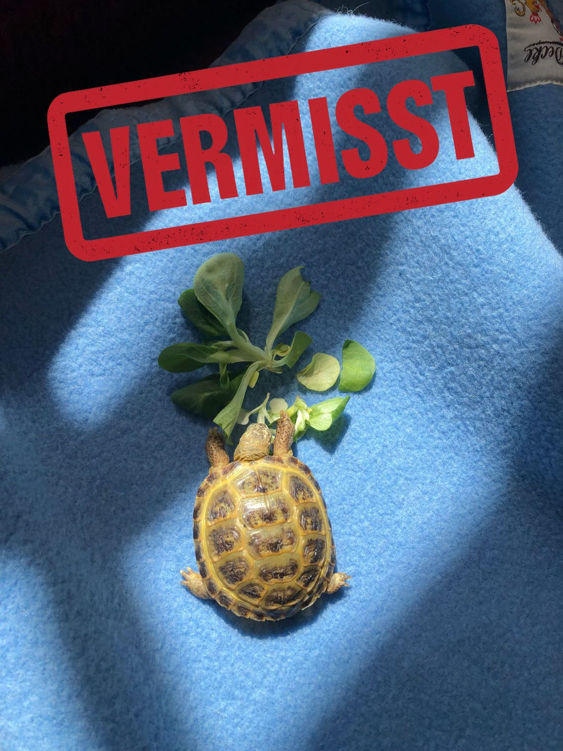 Vierzehenschildkröte vermisst in 65520 Bad Camberg Würges