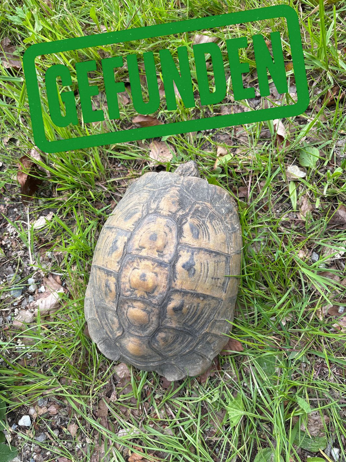 Schildkröte gefunden in 84503 Altötting