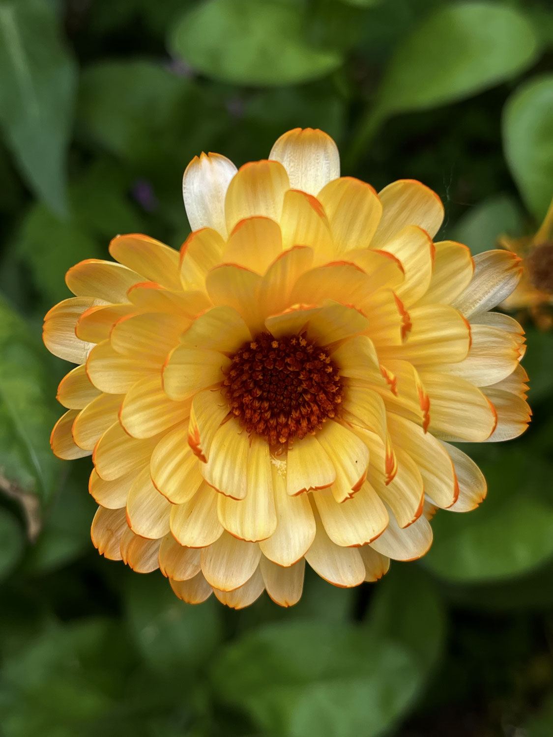 Bei meinen Kräuterspaziergang lernst du heute die Ringelblume kennen