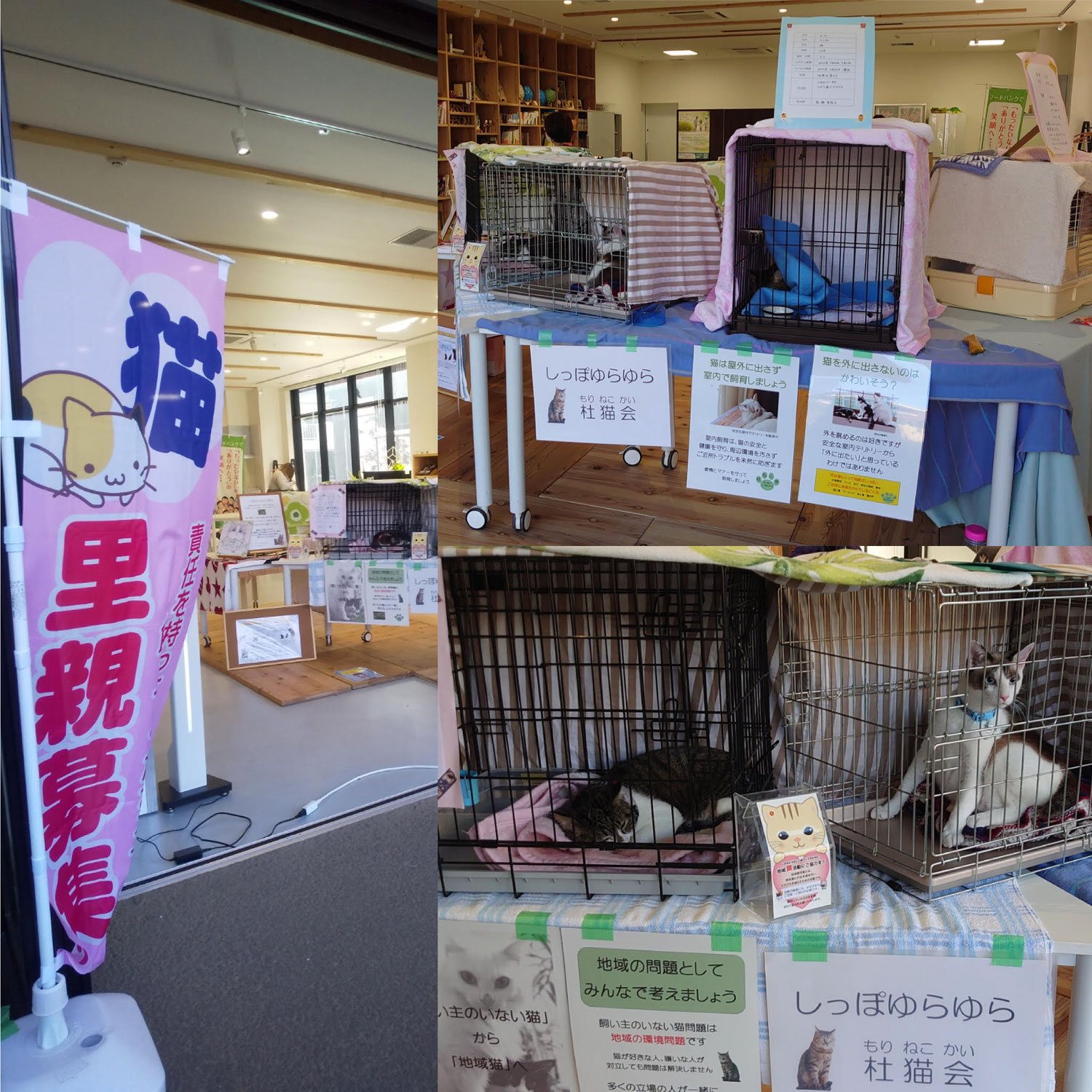 杜猫会からの報告 杜ねこ会