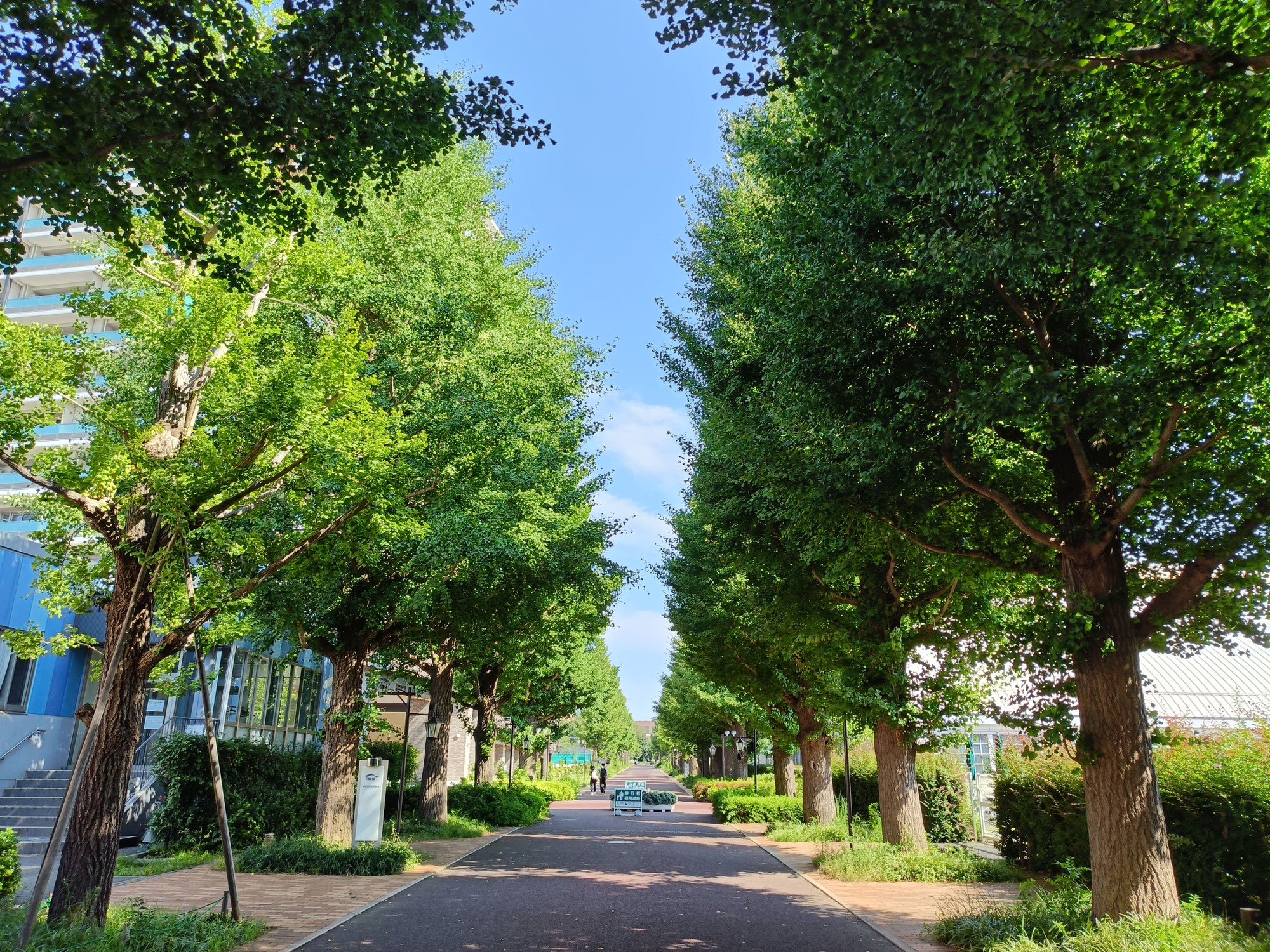 昭島駅イチョウ並木通り！