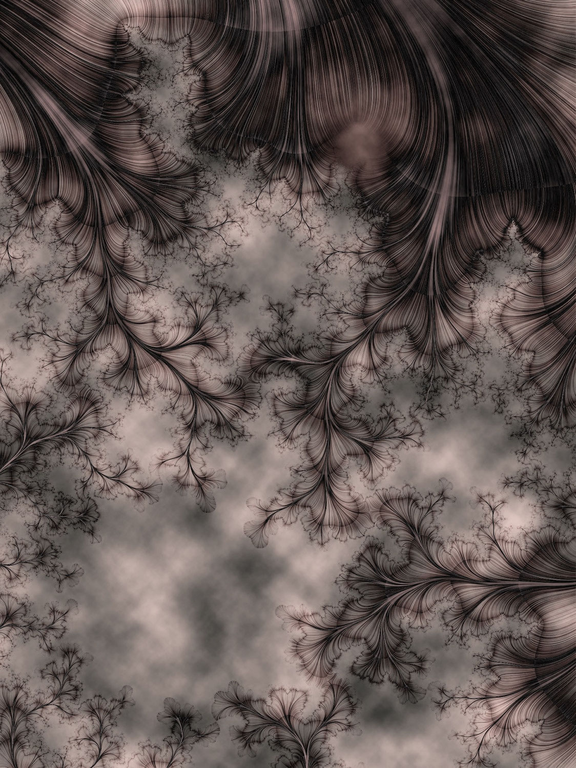 Infos Zum Katzenkauf Maine Coon Of Oak Mountain