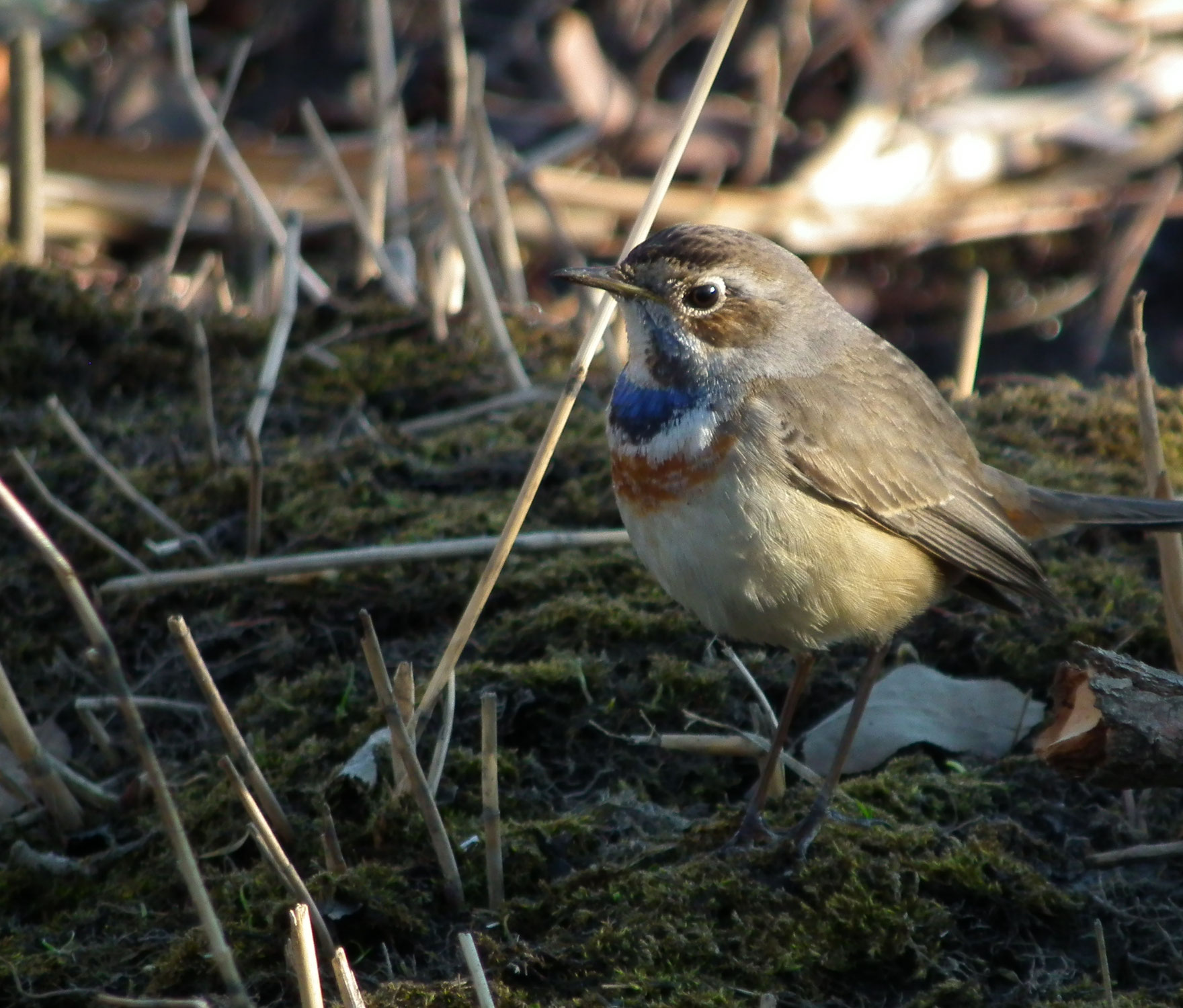 流山の野鳥 流山の野鳥 流山の野鳥 流山の野鳥