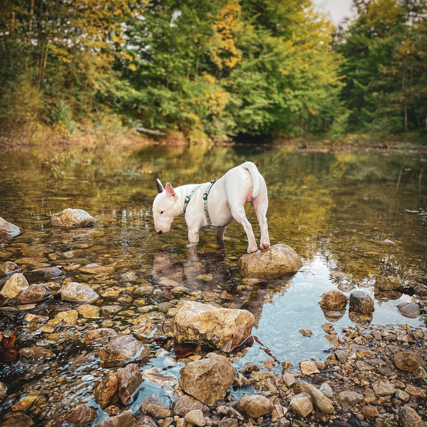 Miniatur Bullterrier - Kampfhund oder Kampschmuser