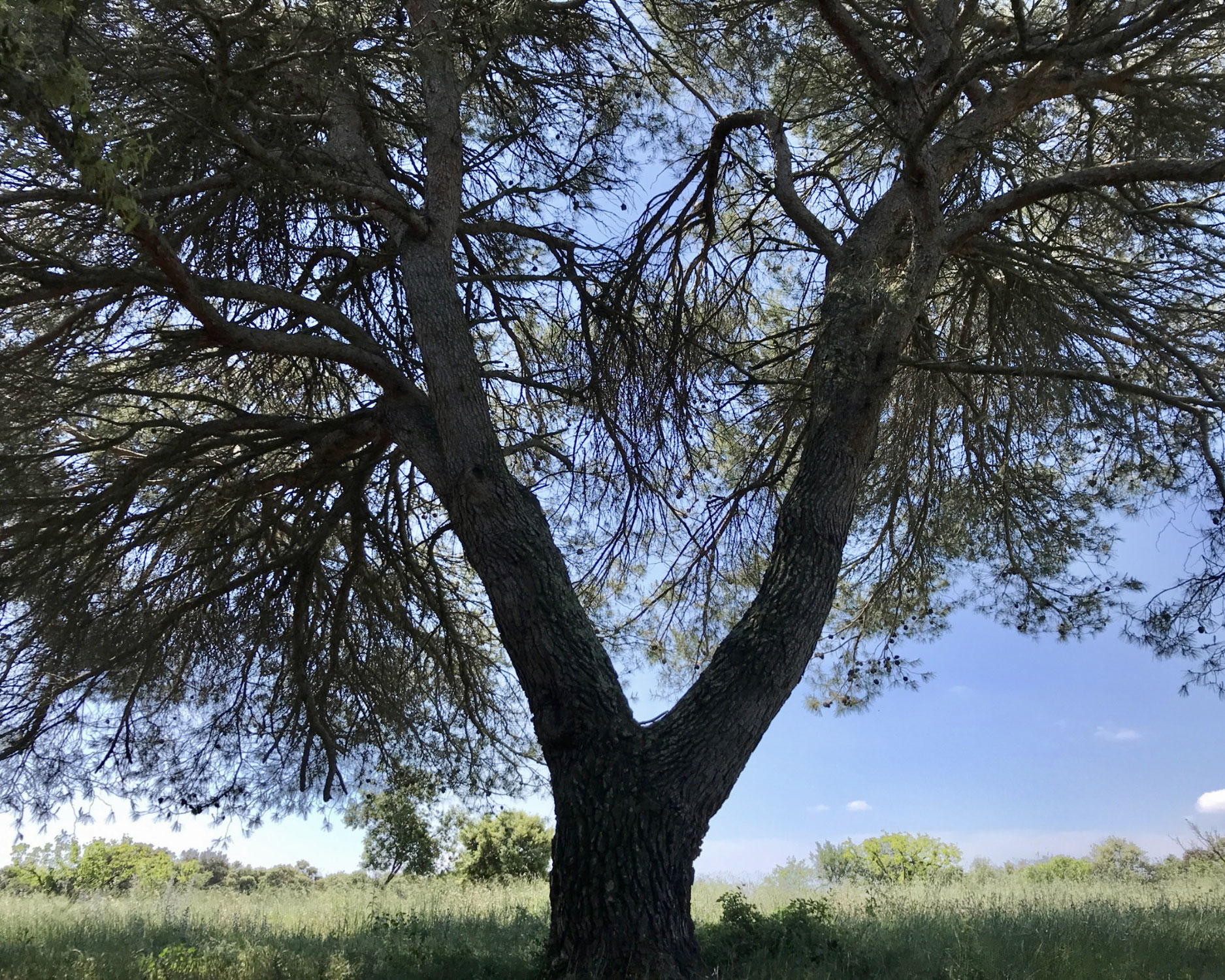 Stage yoga de printemps : "Prendre élan"