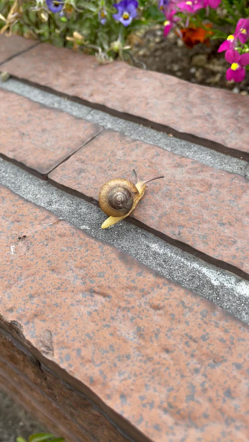 雨上がりのお散歩