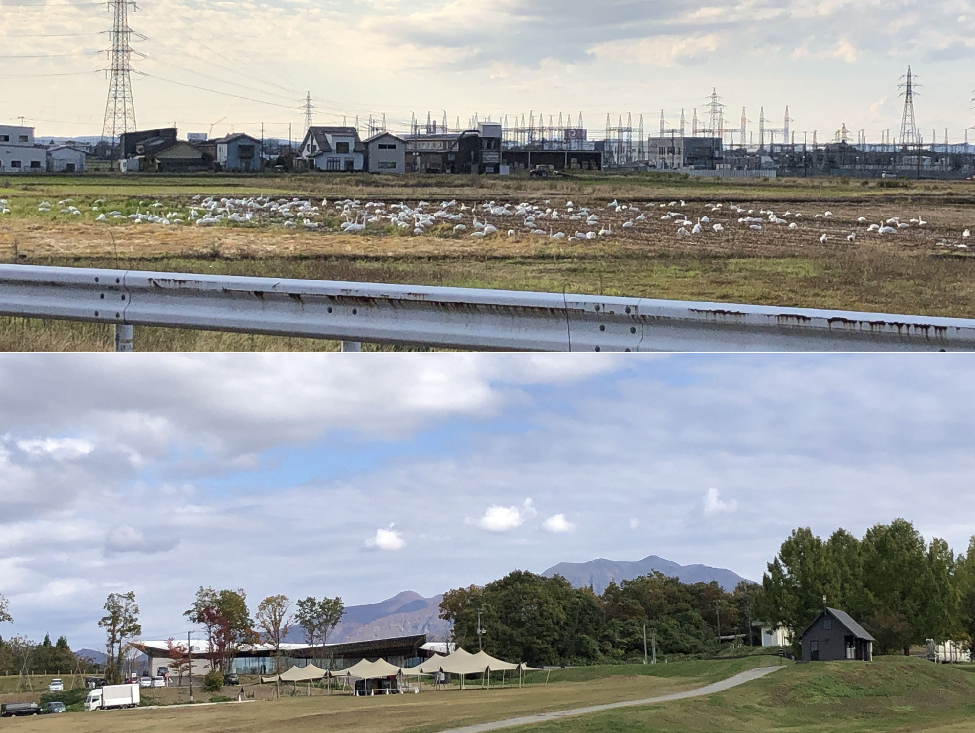 スノーピークキャンプフィールドと白鳥