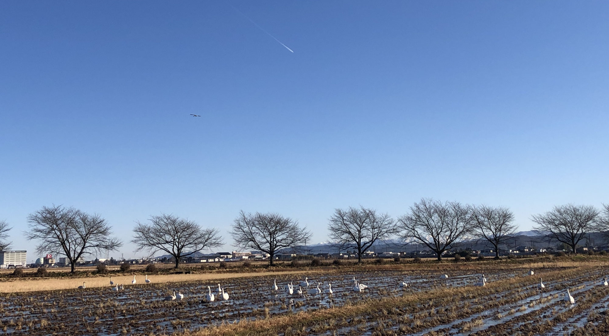 本日の晴天は白鳥にも最高のもの