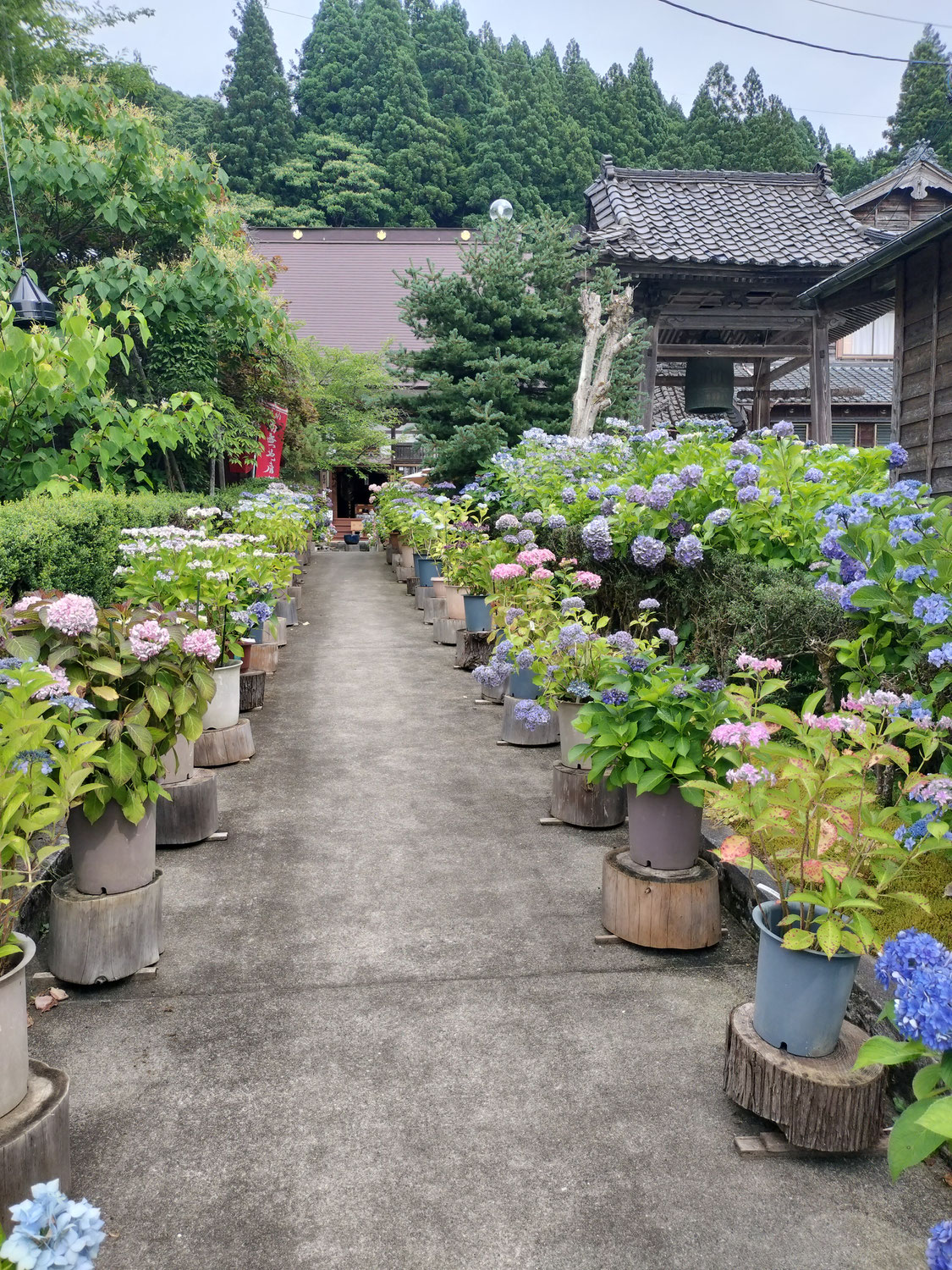 三条市矢田 光照寺のあじさいまつり