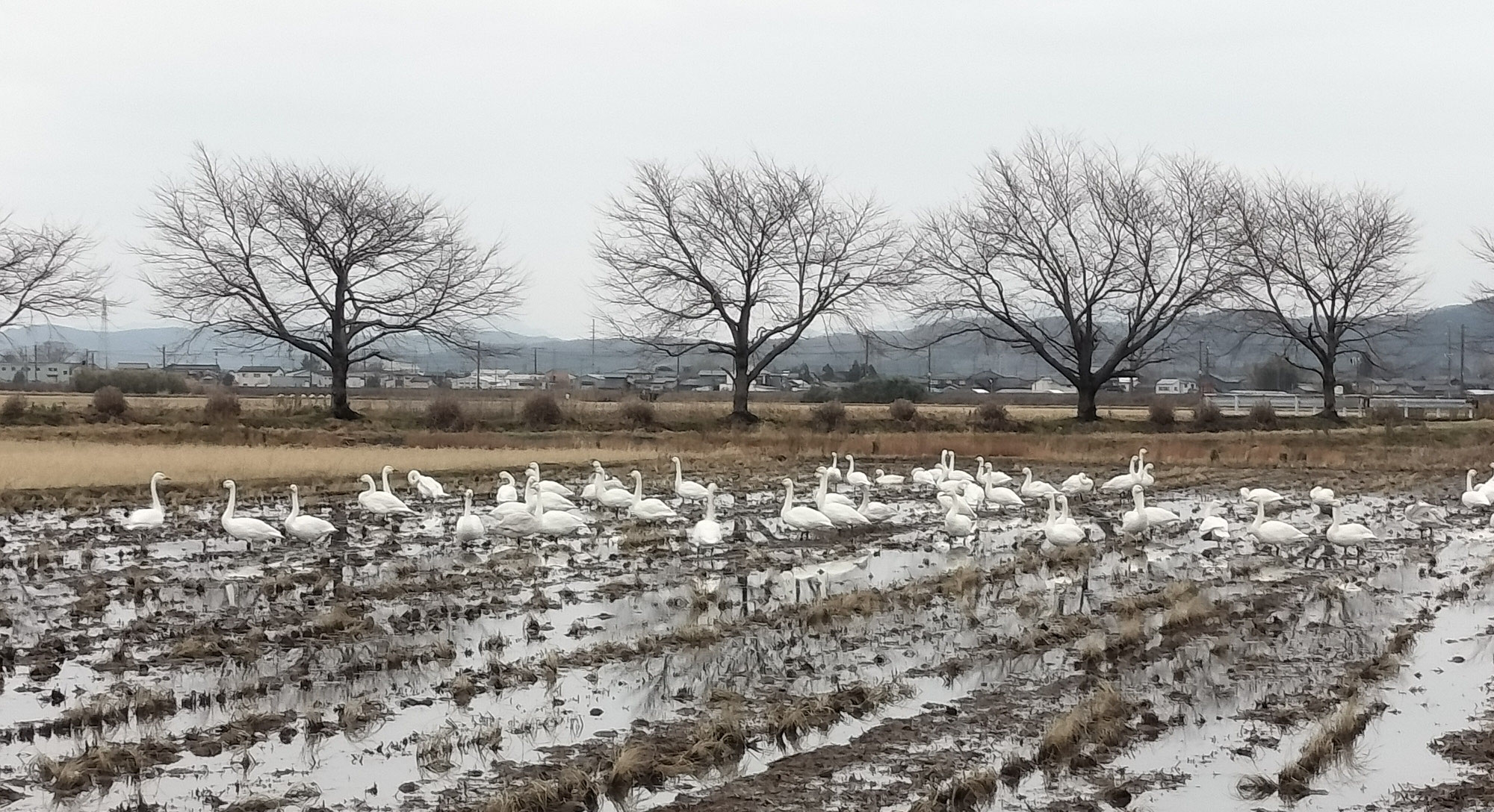本日出勤時の白鳥