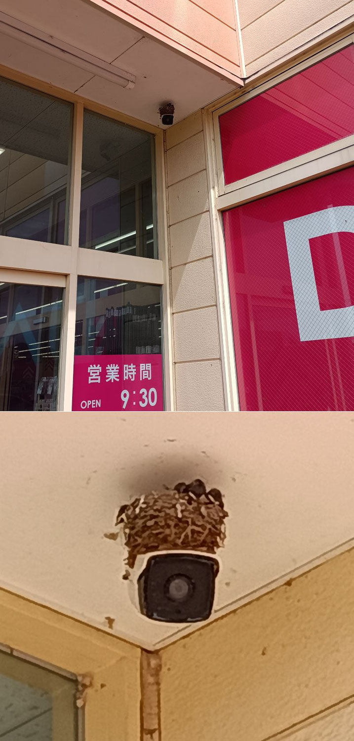 ダイソー入口の外カメラにツバメの巣