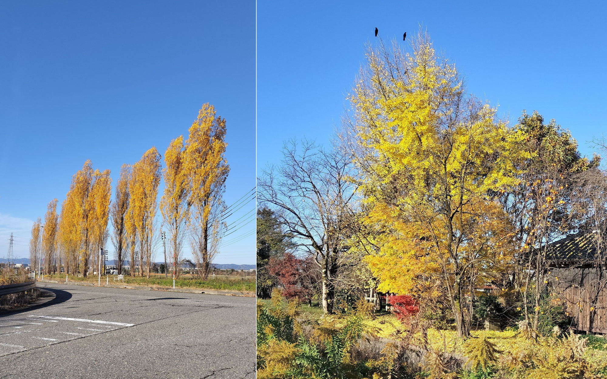 紅葉、秋の色合い