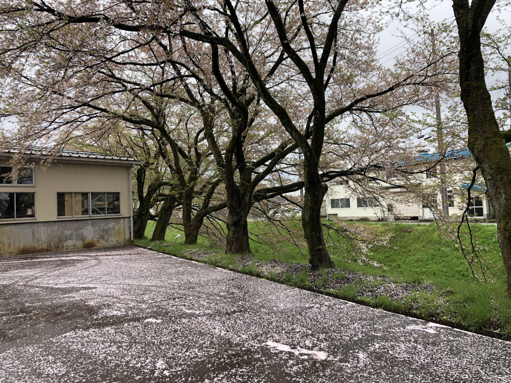昨日の雨で、桜が