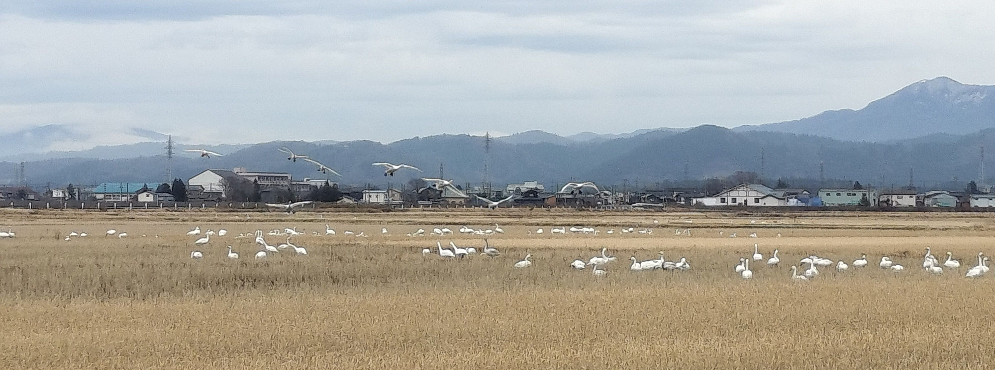 本日昼休みの白鳥