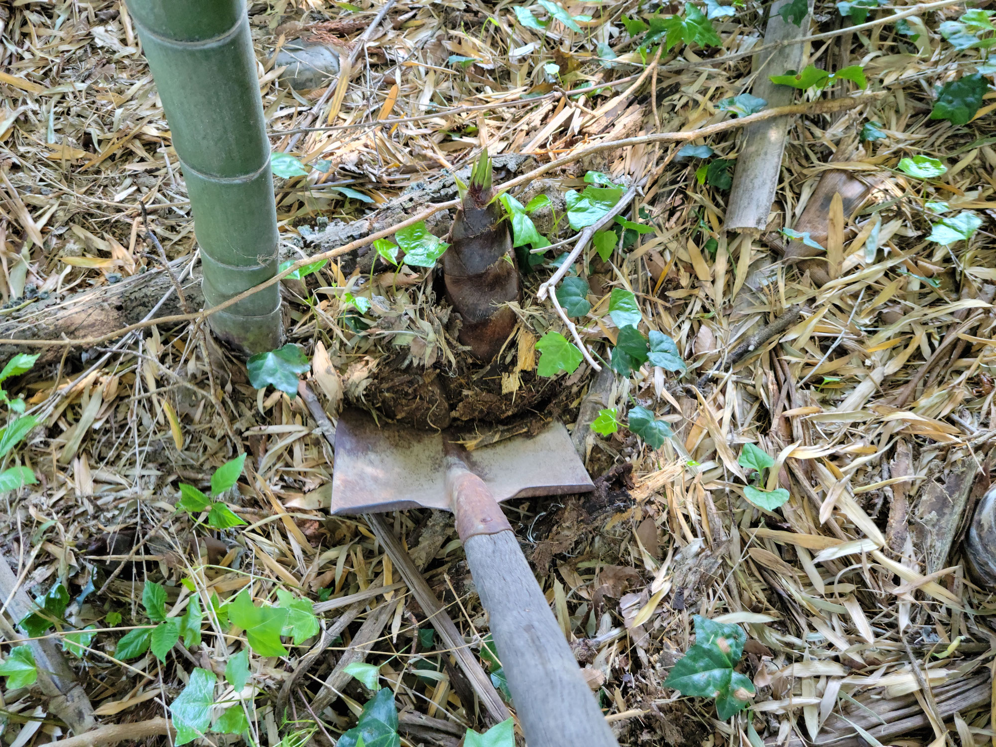 Bamboo shoots