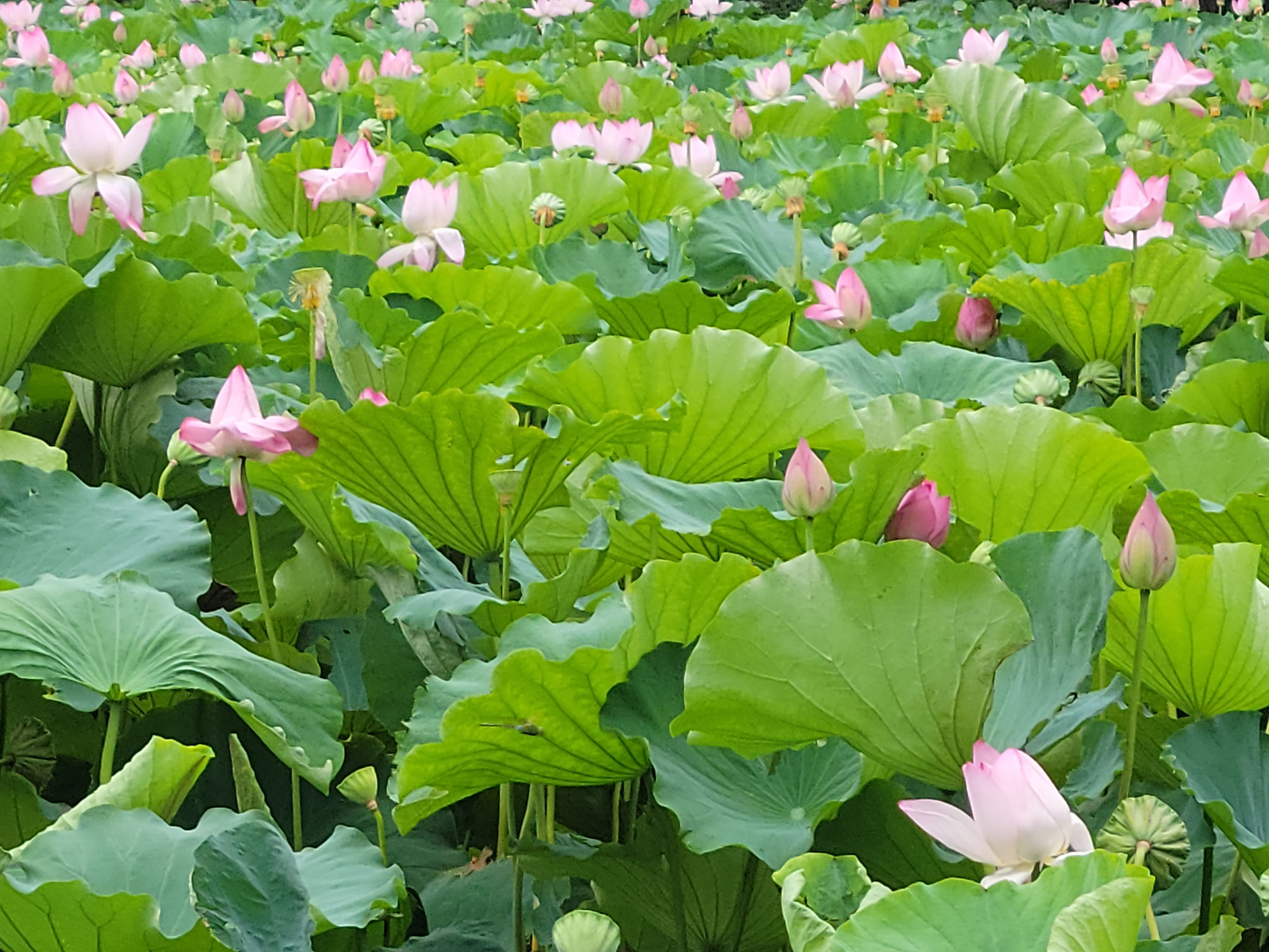 夏終わる…？