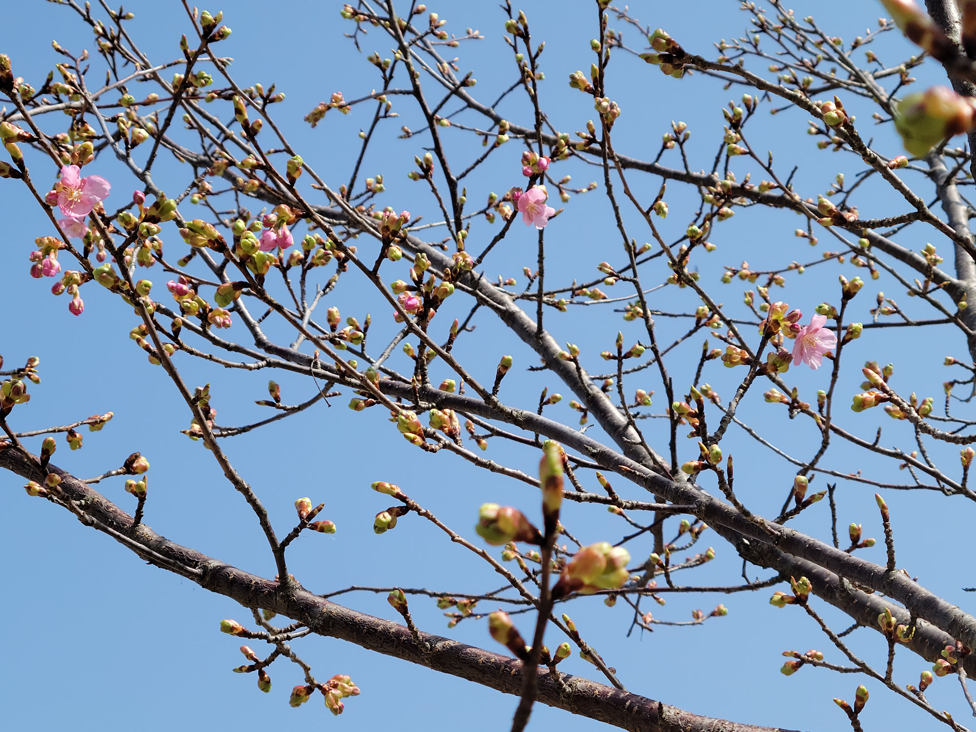 英検合格✿