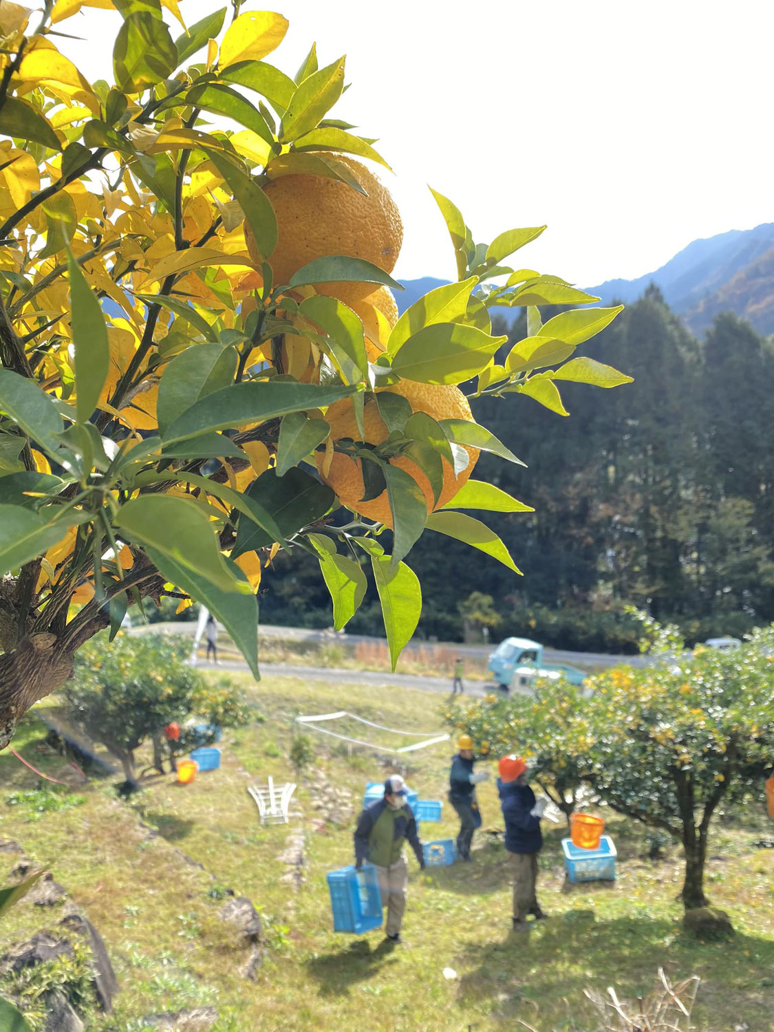 【神河町根宇野】現地活動支援２