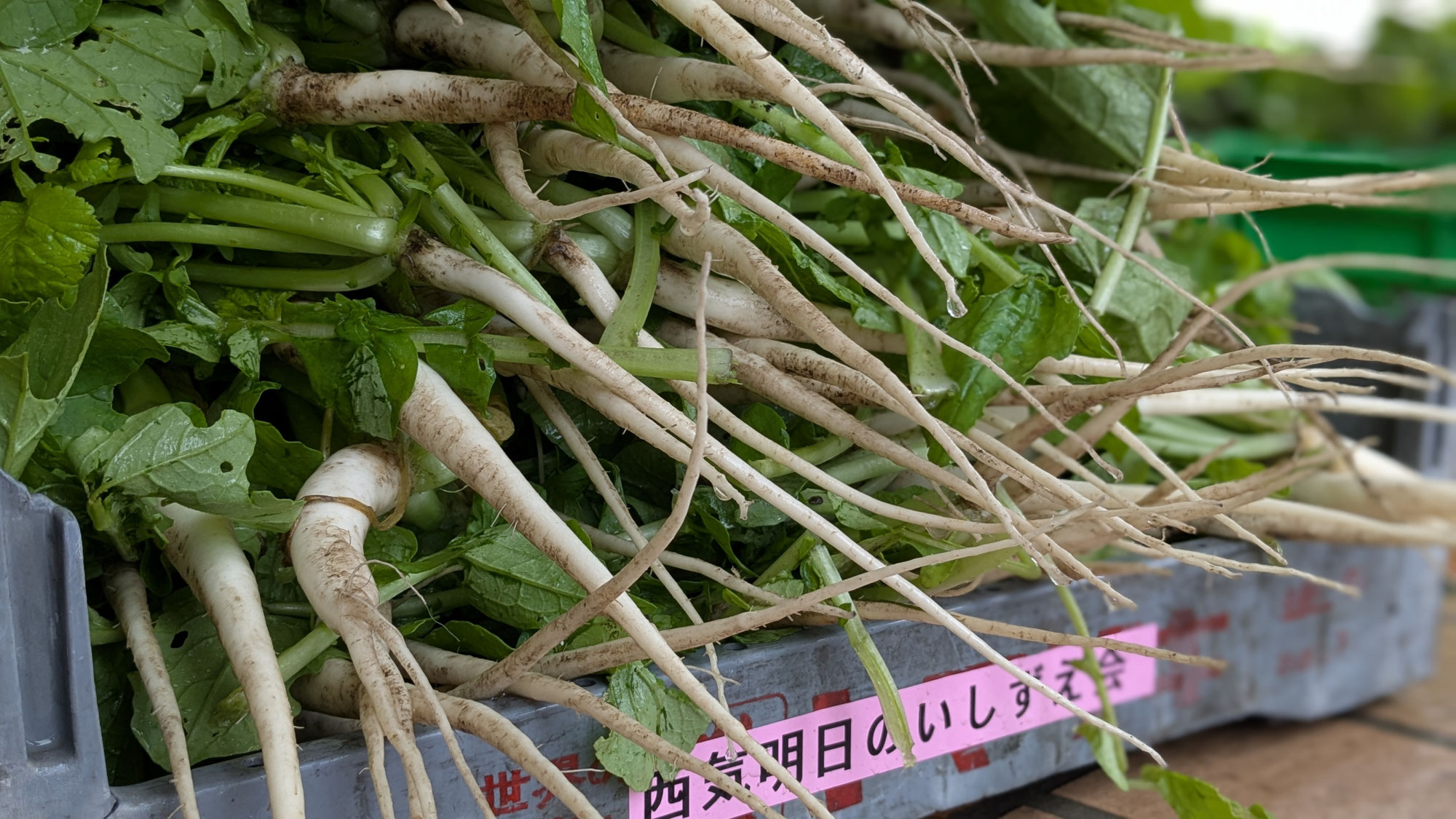【豊岡市西気】現地活動支援２