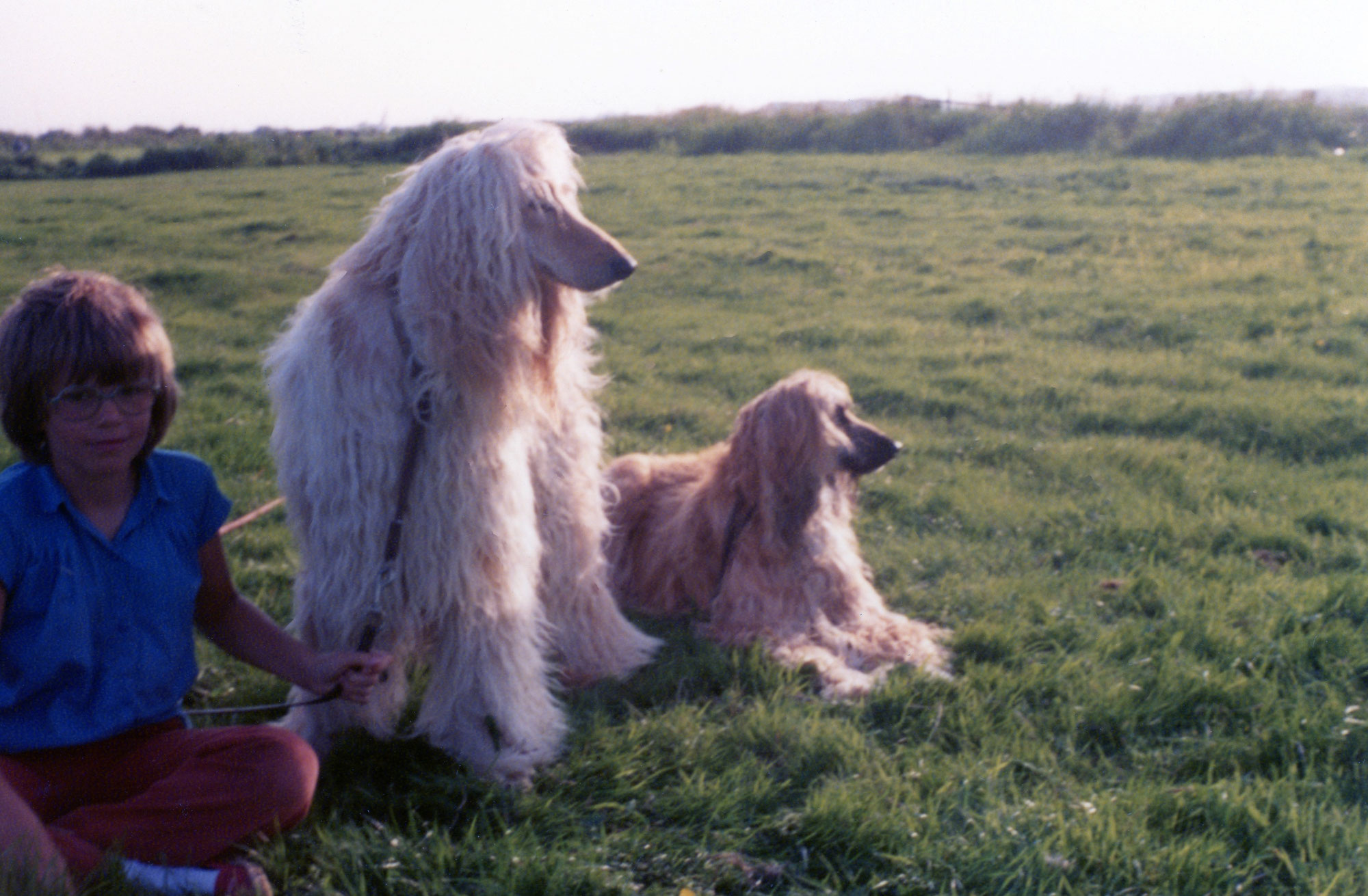 kofferbak rechtbank Conceit Ontdek meer over een vakantie met honden in onze dogblog - Vakantie met honden  op bijzondere locatie in Duitsland - Ostfriesland. Groot omheind grondstuk  ingericht voor een echte hondenvakantie en meerdere honden welkom!