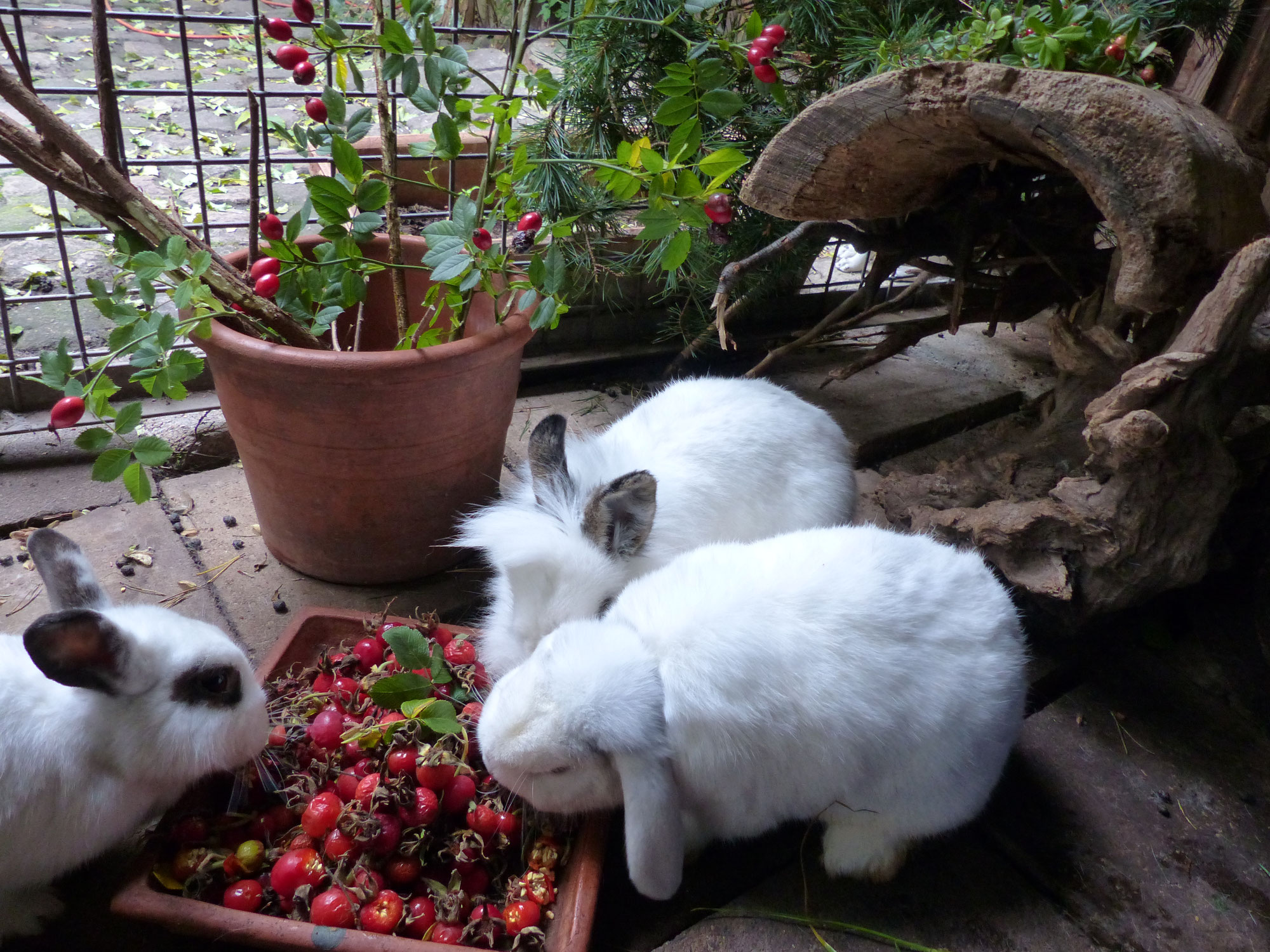 Kaninchen - Stacheliges Distel und Beeren
