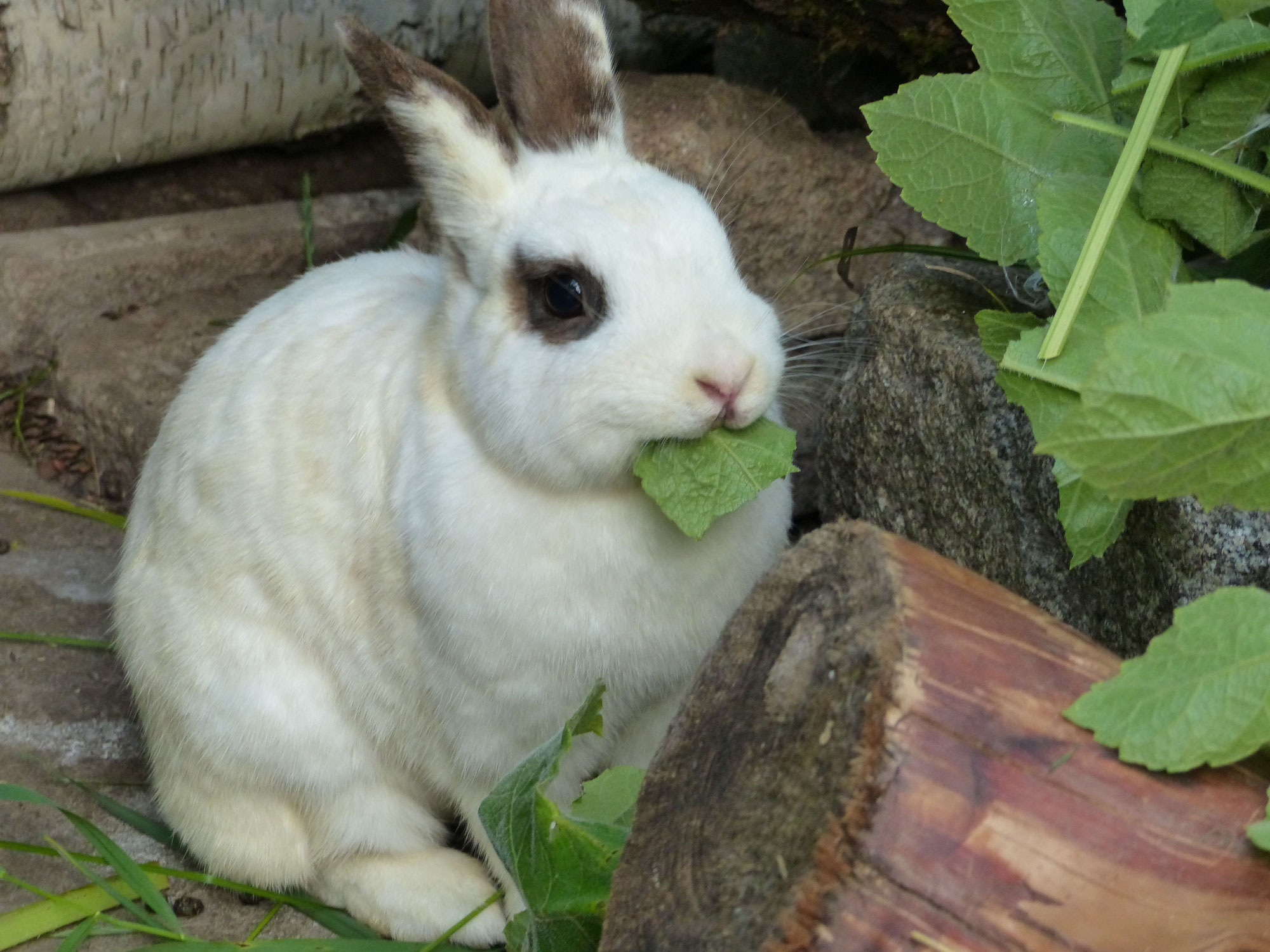 Kaninchen - Wildkräuter, Heilpflanzen und Gewürze