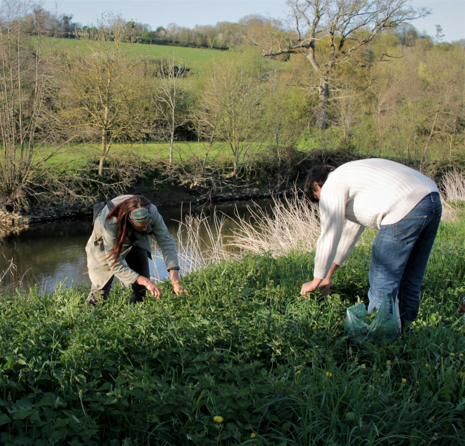 3 bonnes raisons de cueillir  les plantes sauvages