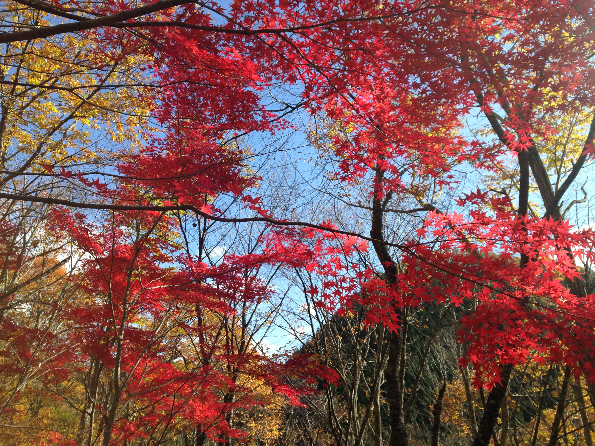 紅葉が見頃です。