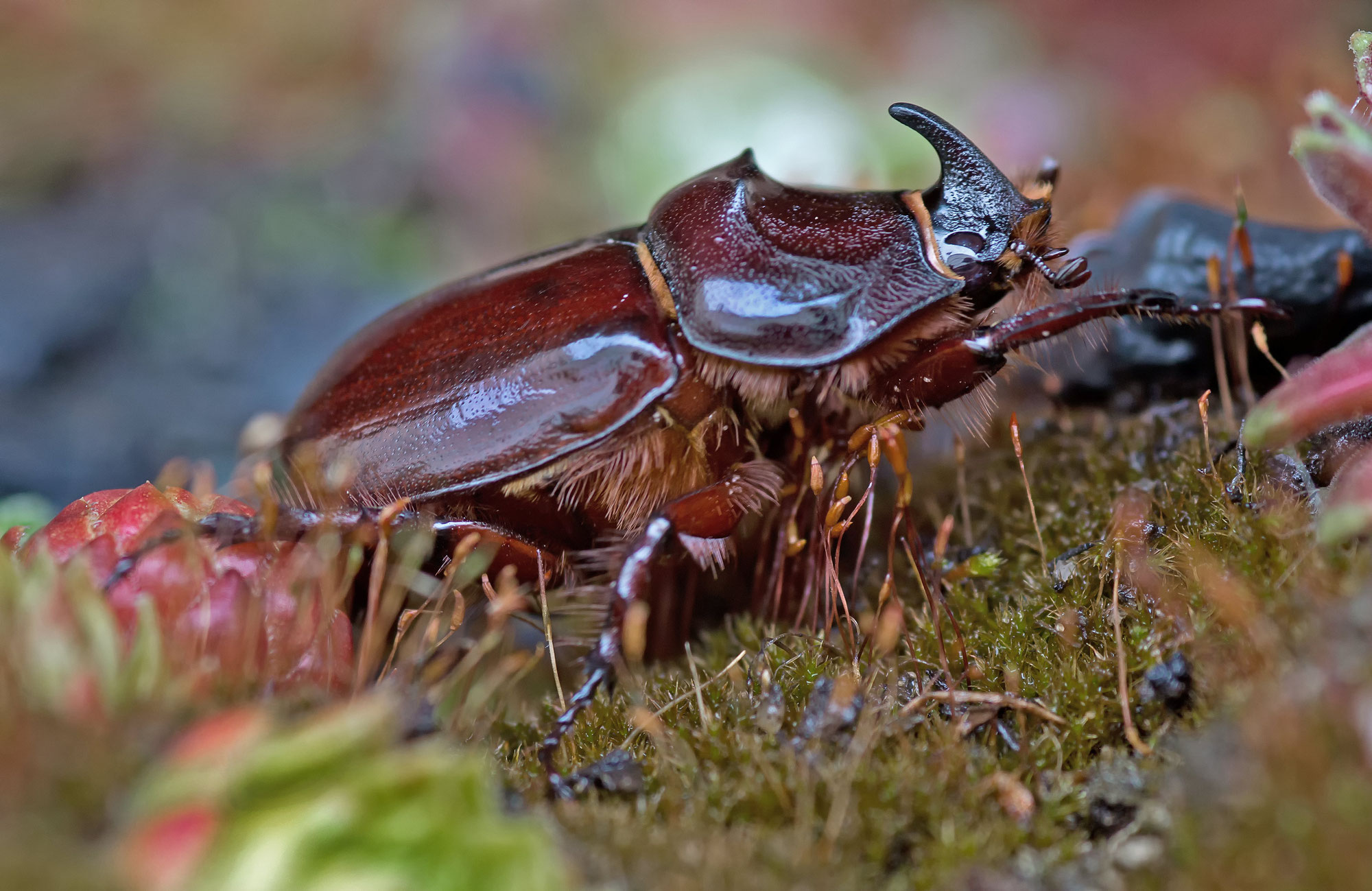 Nashornkäfer - Andrea Handke Fotografie