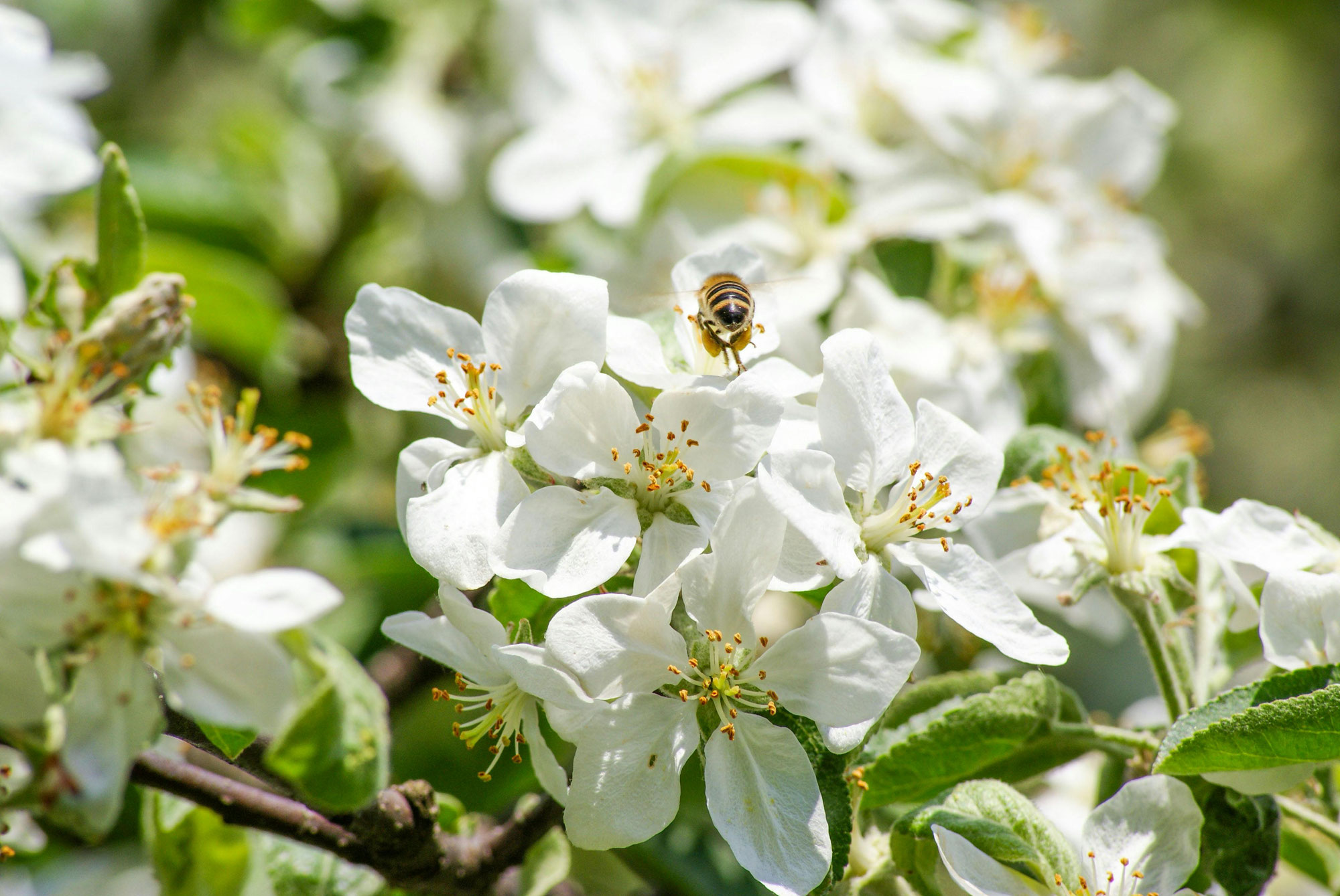 Frühlingserwachen im Lebensraum Streuobstwiese