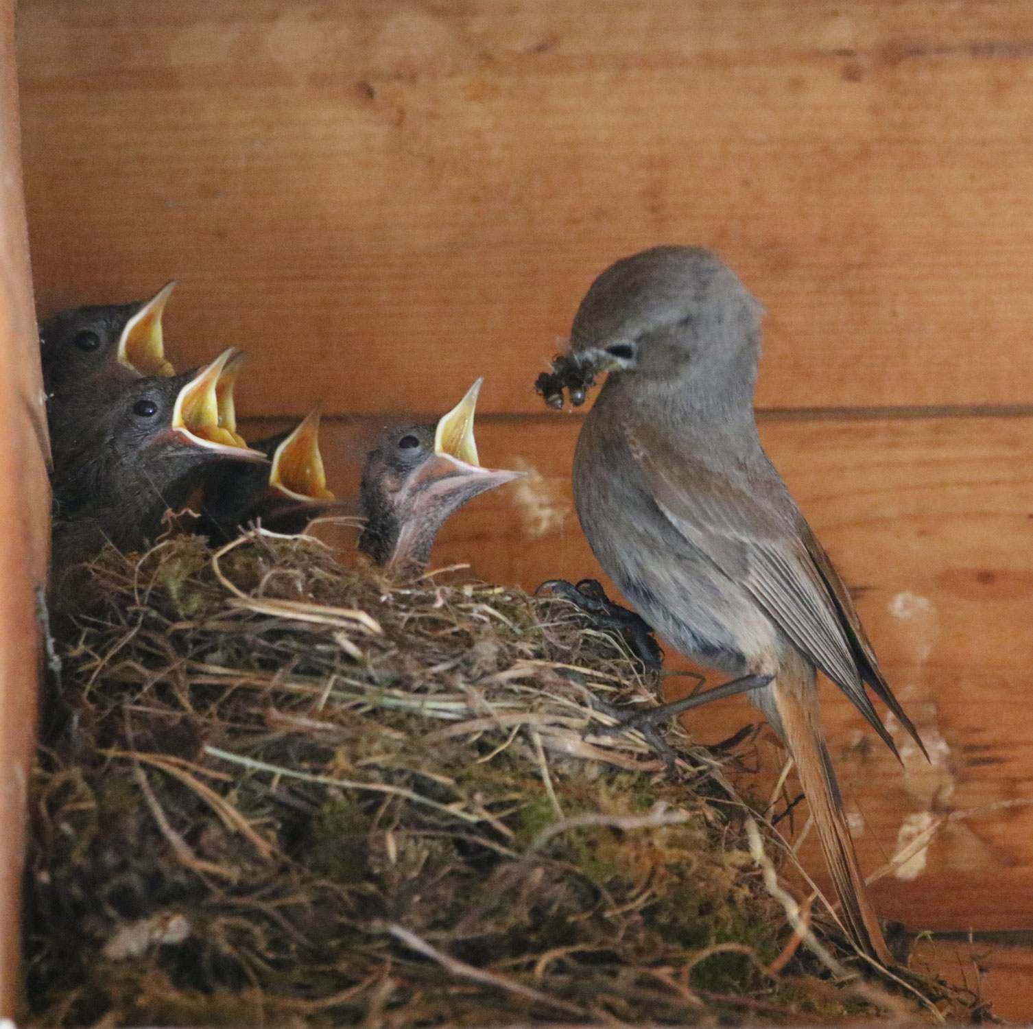 Bildervortrag: Vogelgeschichten
