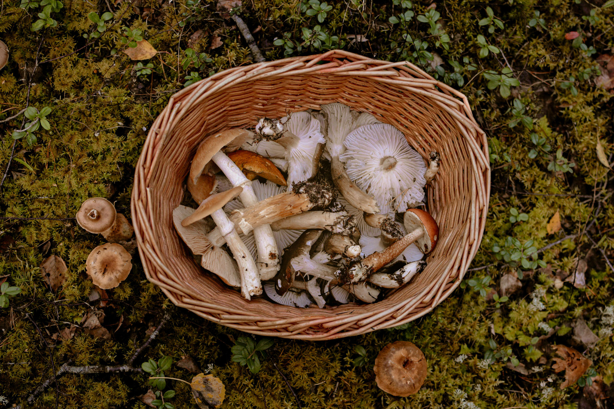 Pilzexkursionen
