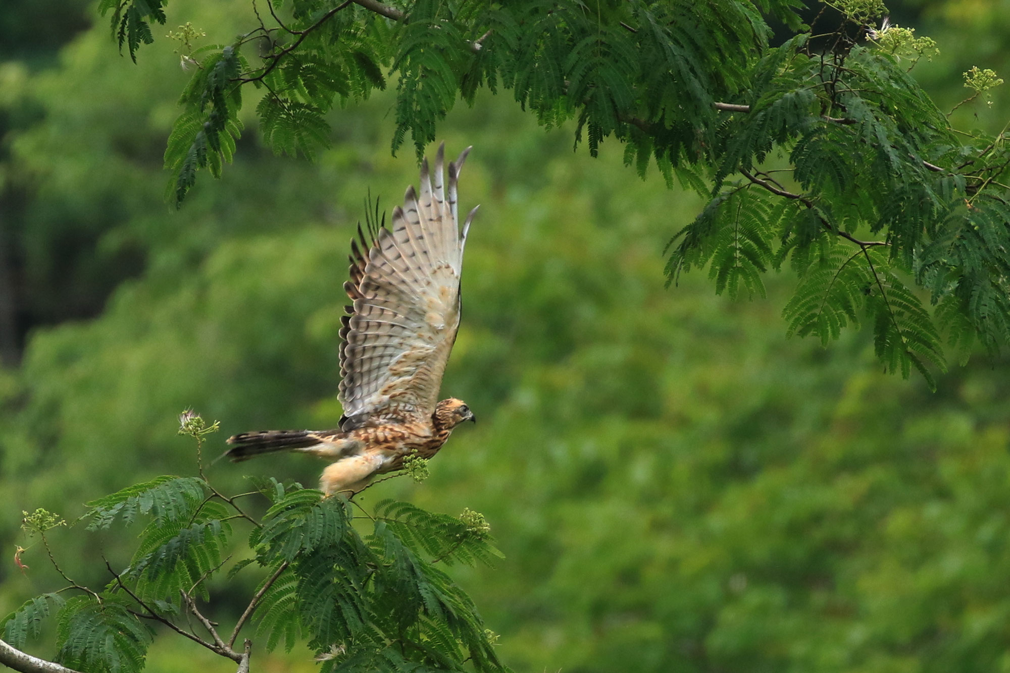 放鳥’s ホーム 放鳥’s｜傷病鳥獣救護・リハビリ ボランティア