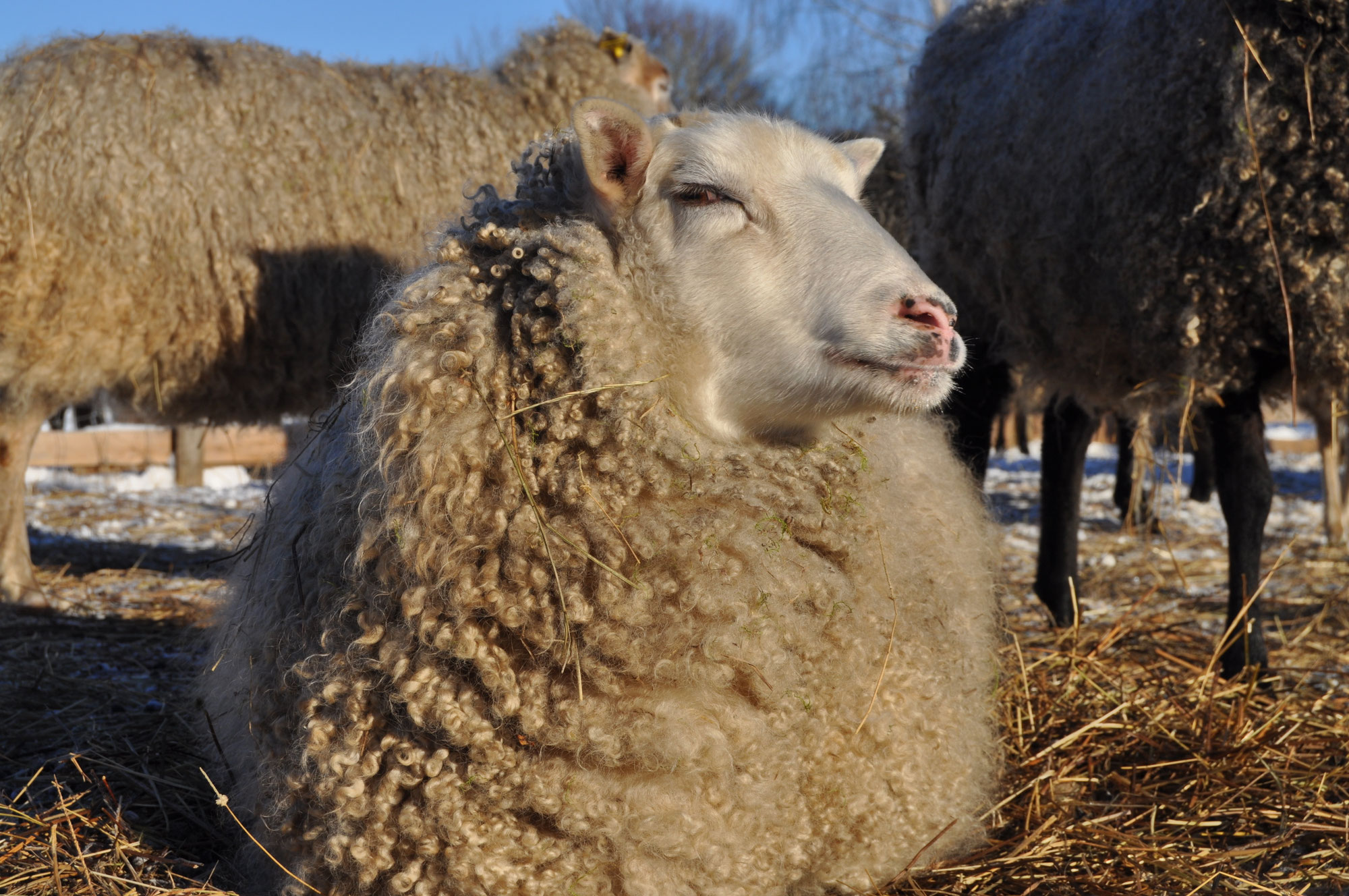 The sheep products ekbackagardpermacultures Webseite!