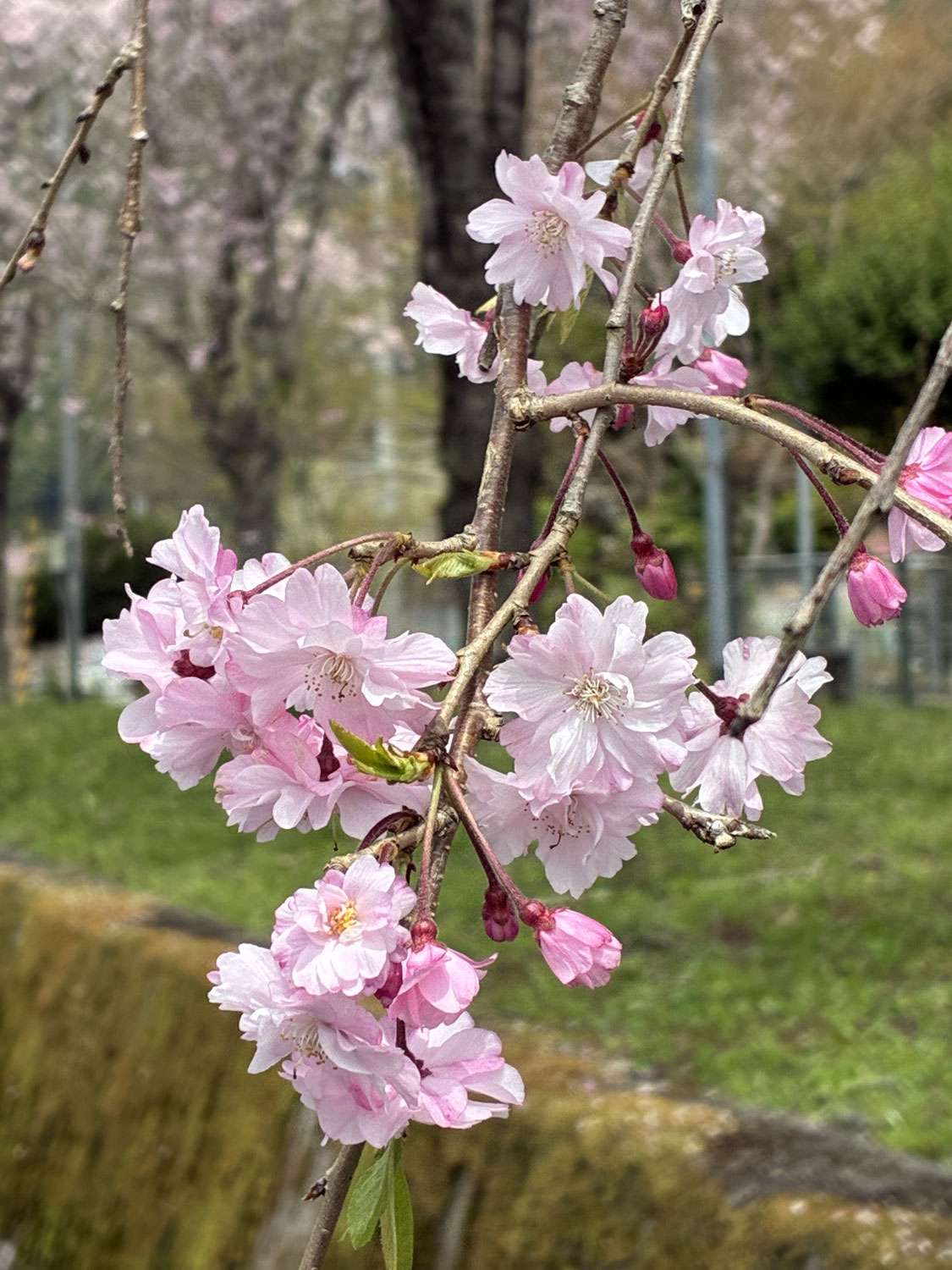 桜の風景