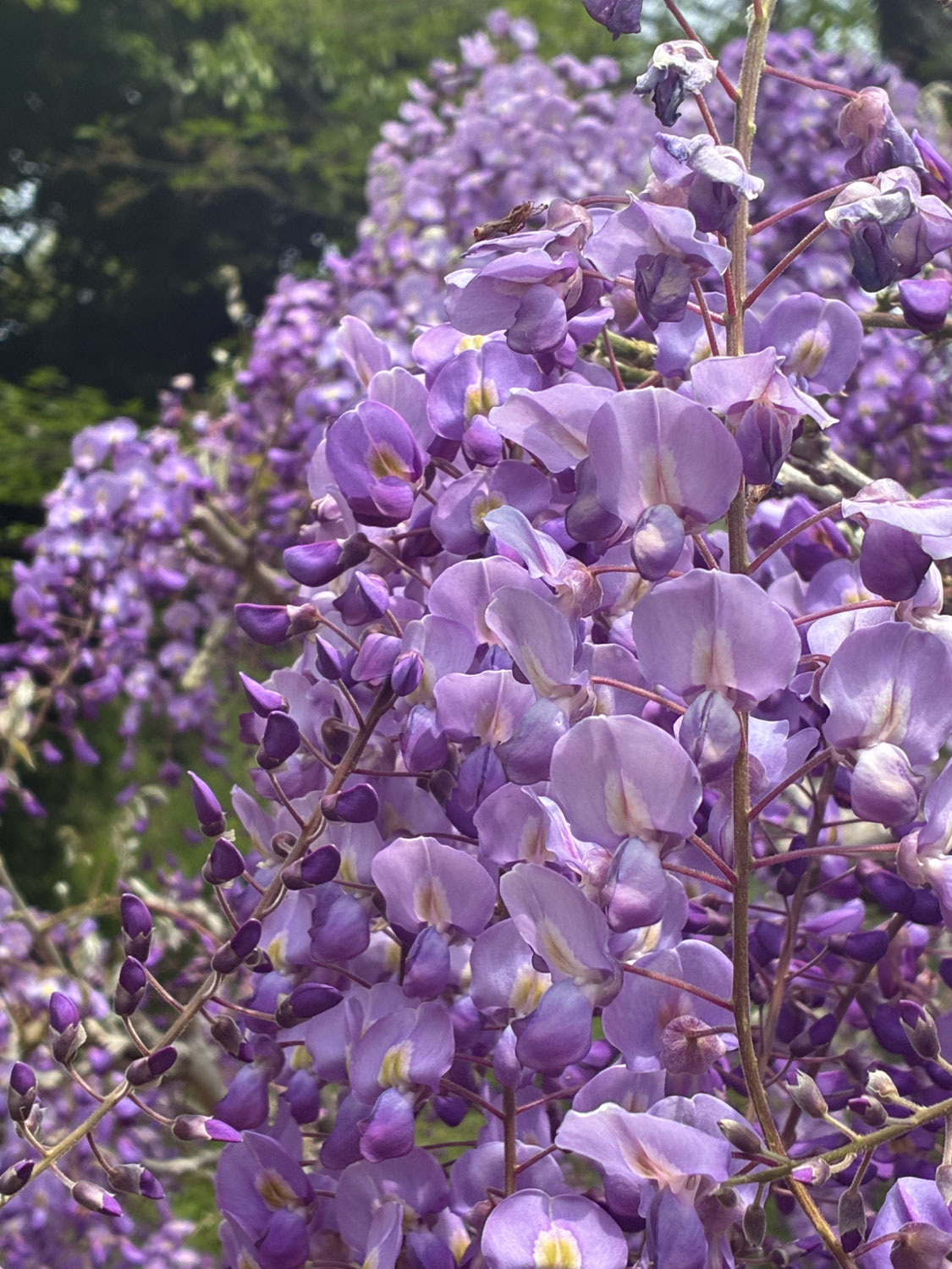 春の蓮華寺池公園を散策