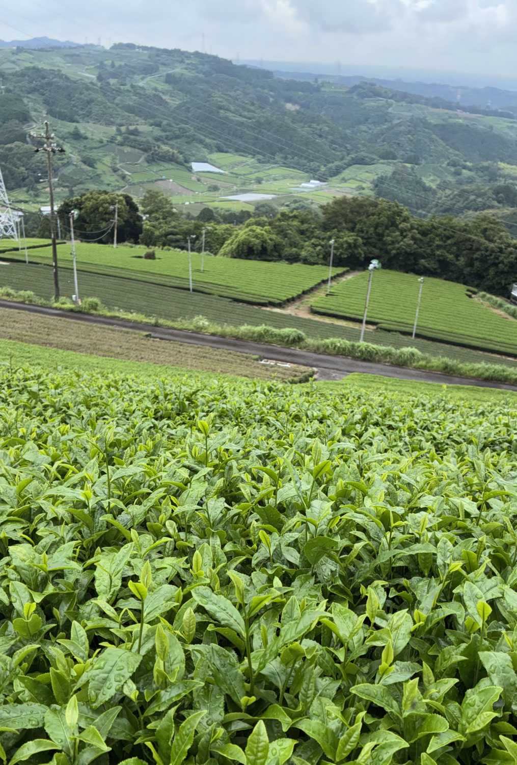 粟ケ岳と掛川茶