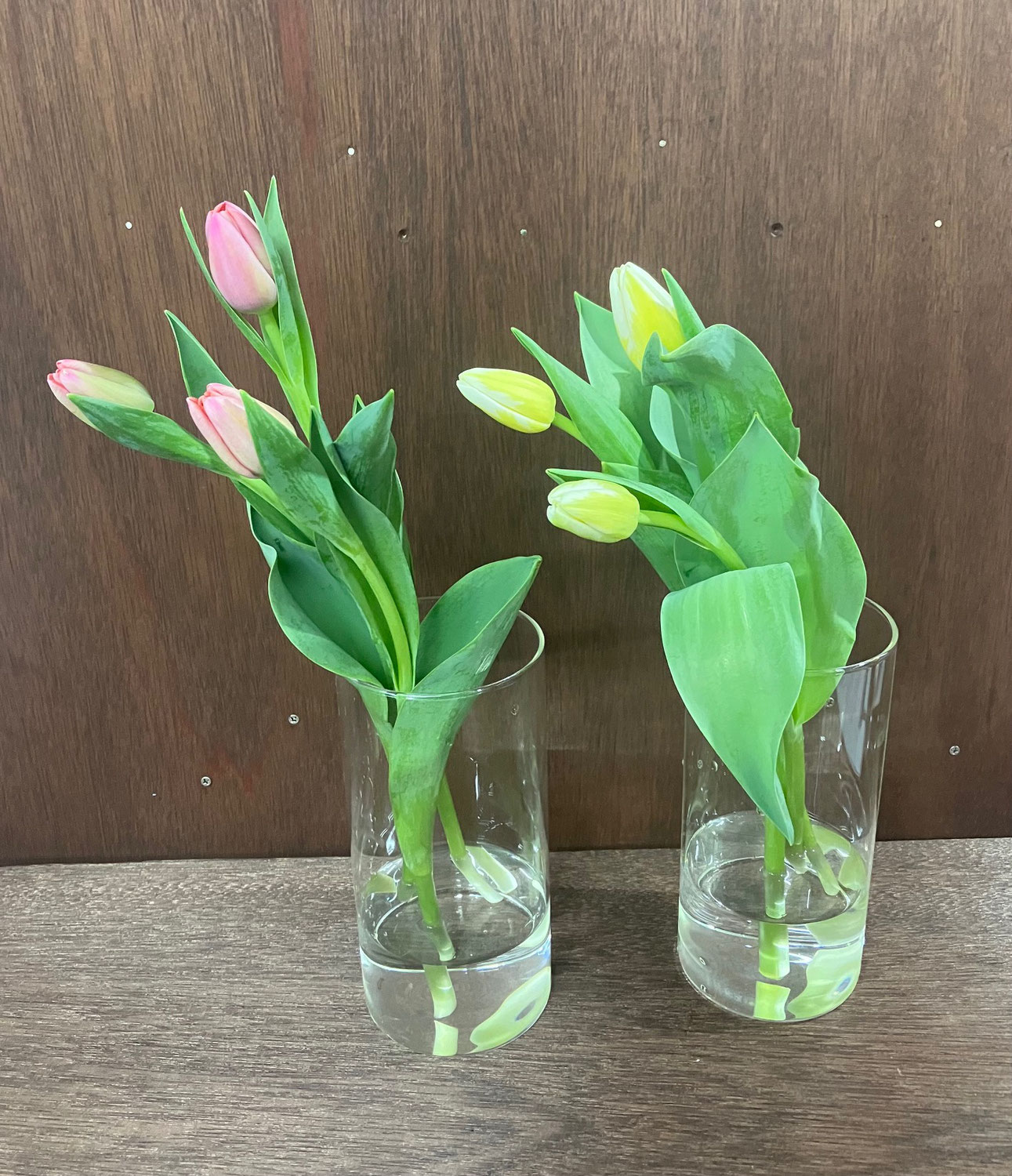 チューリップ入荷しました。