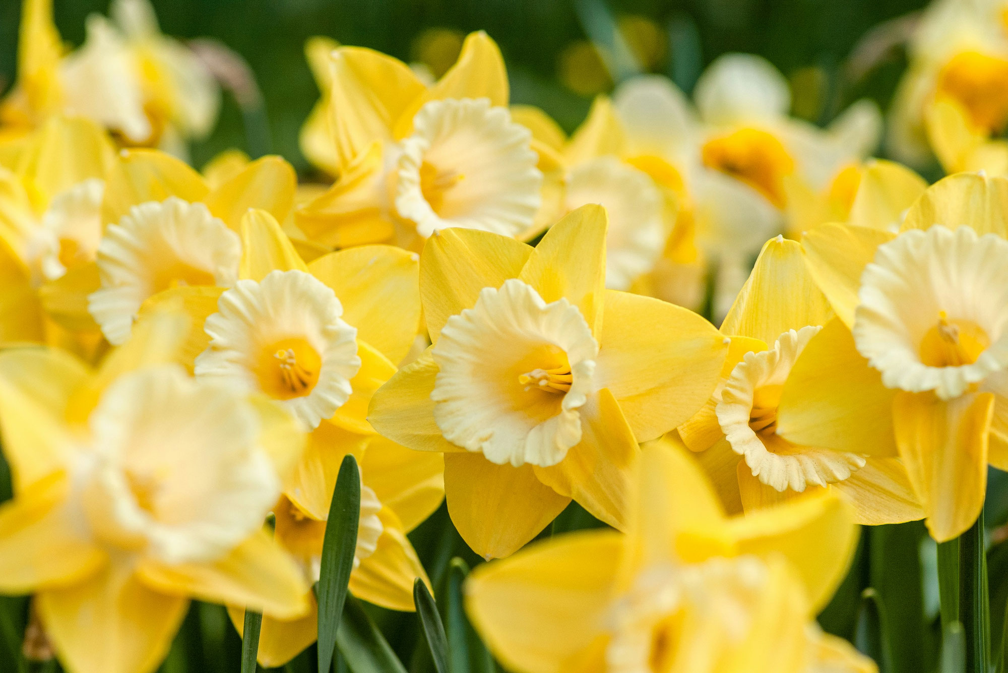 It's springtime, why not relax with a massage?