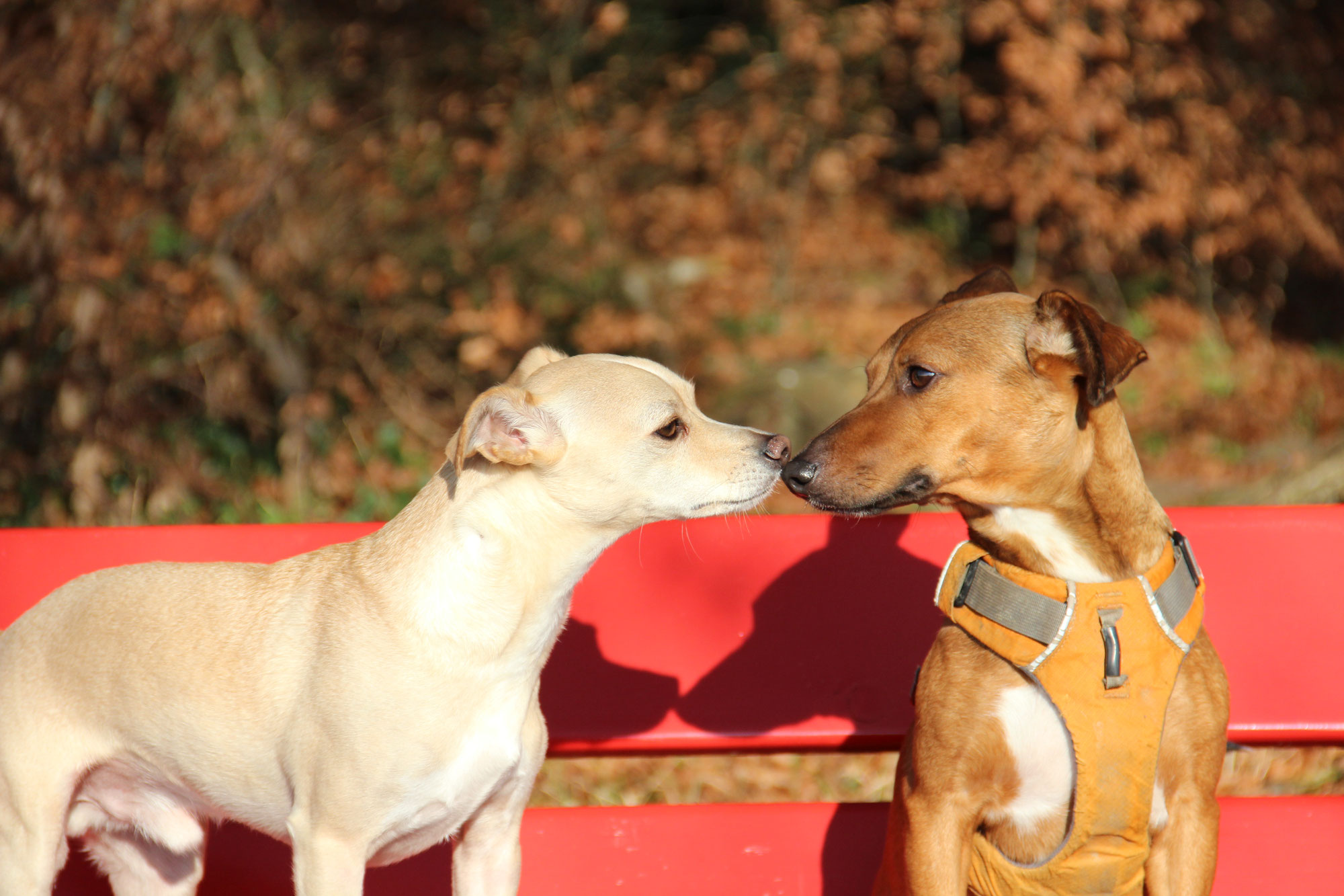 verhaltensprobleme beim hund training4dogs Dein persönliches