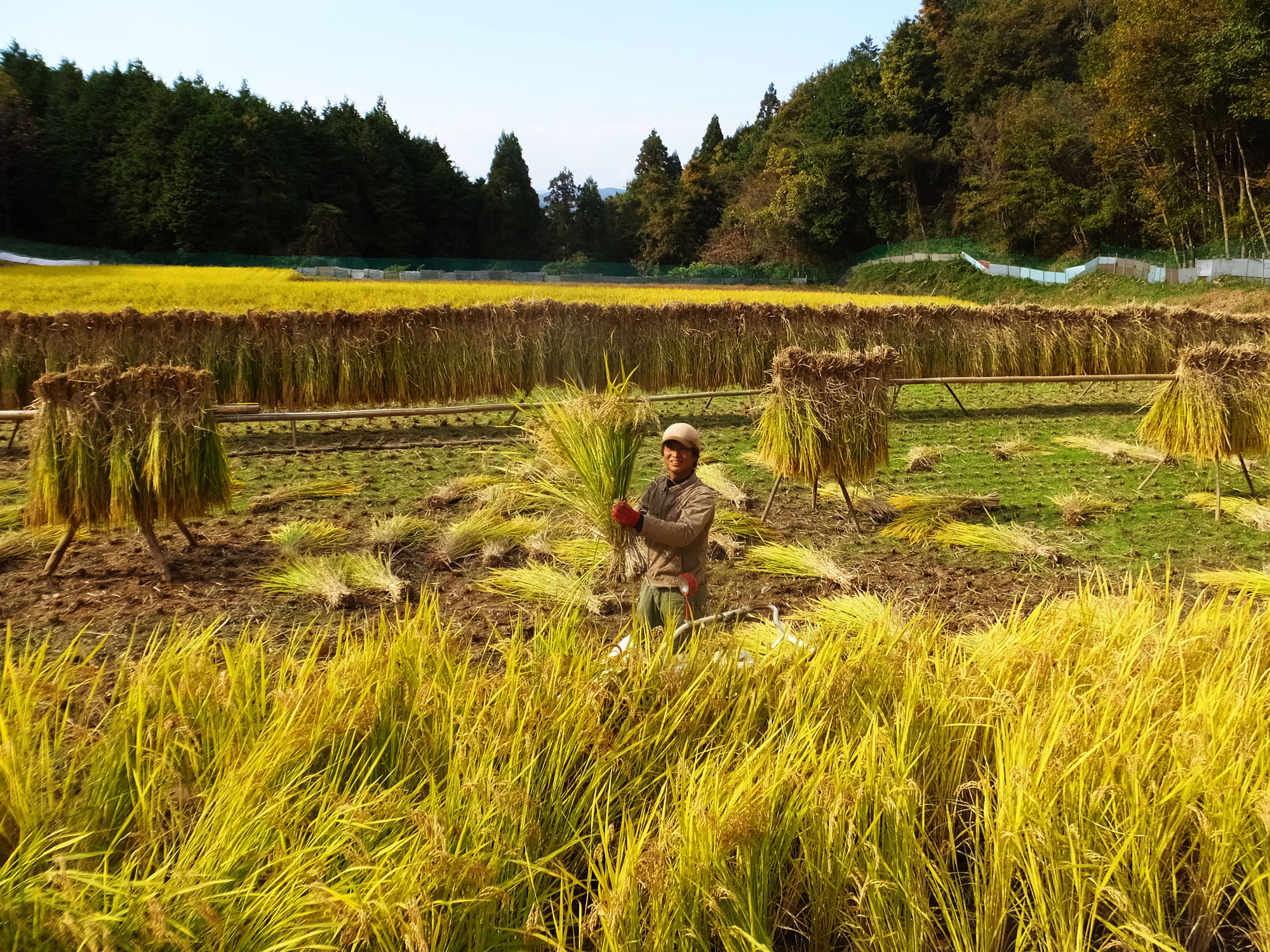 令和4年度産 自然栽培 天日干し米 - Green Spoon Rice field の 令和4年度産 自然栽培 天日干し米 - Green Spoon Rice field の