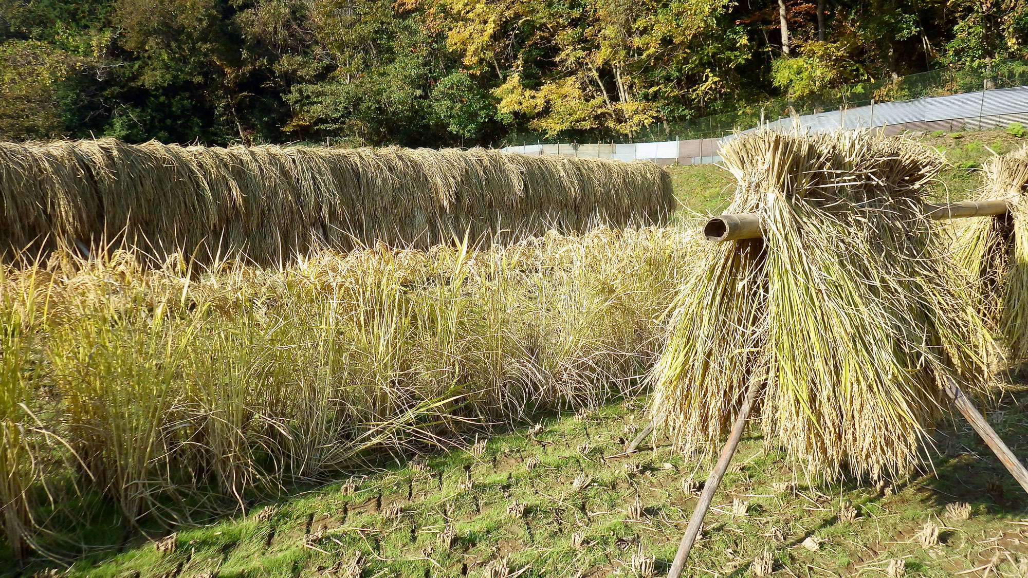 令和4年度産 幻のお米 - Green Spoon Rice field の自然栽培米 令和4年度産 幻のお米 - Green Spoon Rice field の自然栽培米
