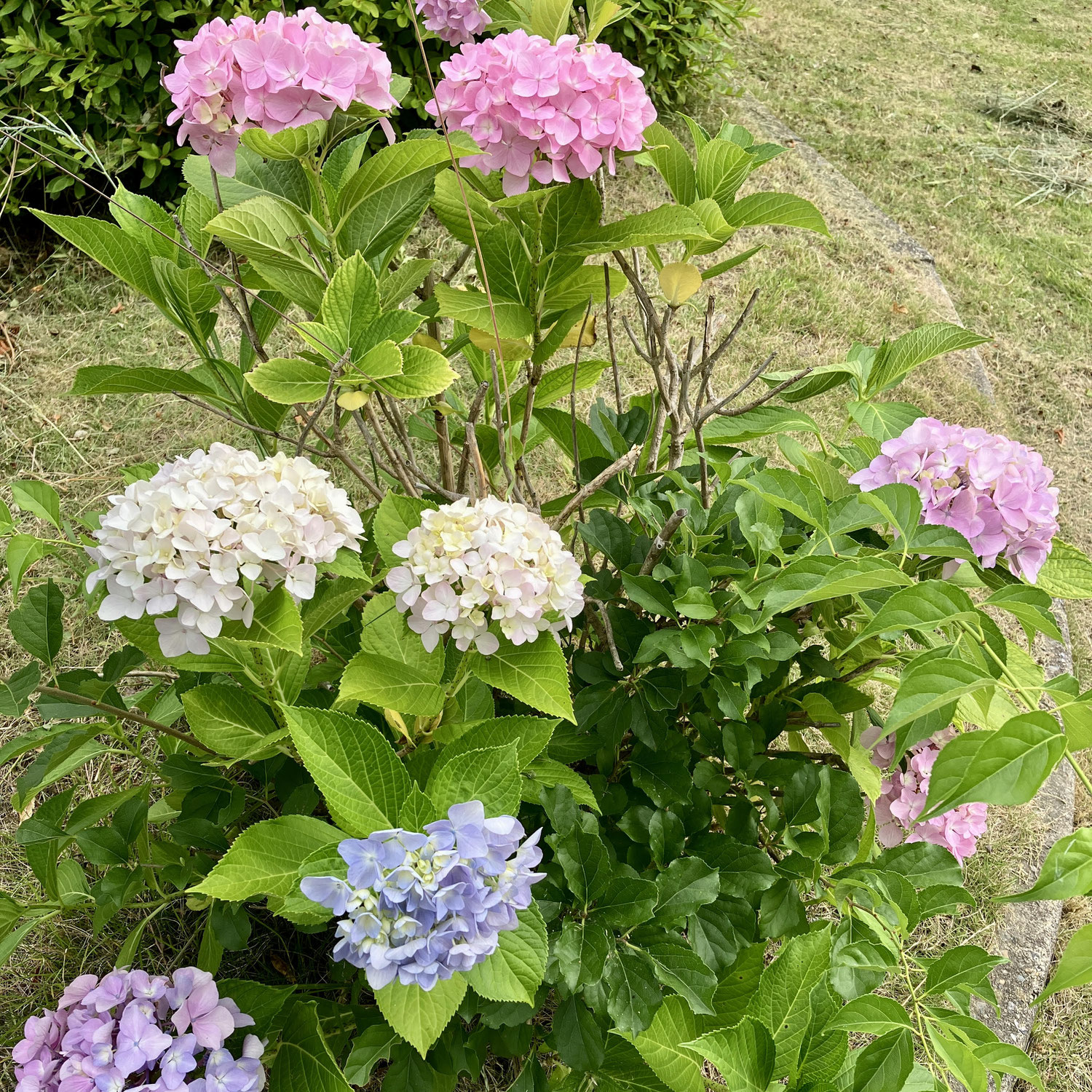 【むくみ対策】おすすめ精油とハーブティー