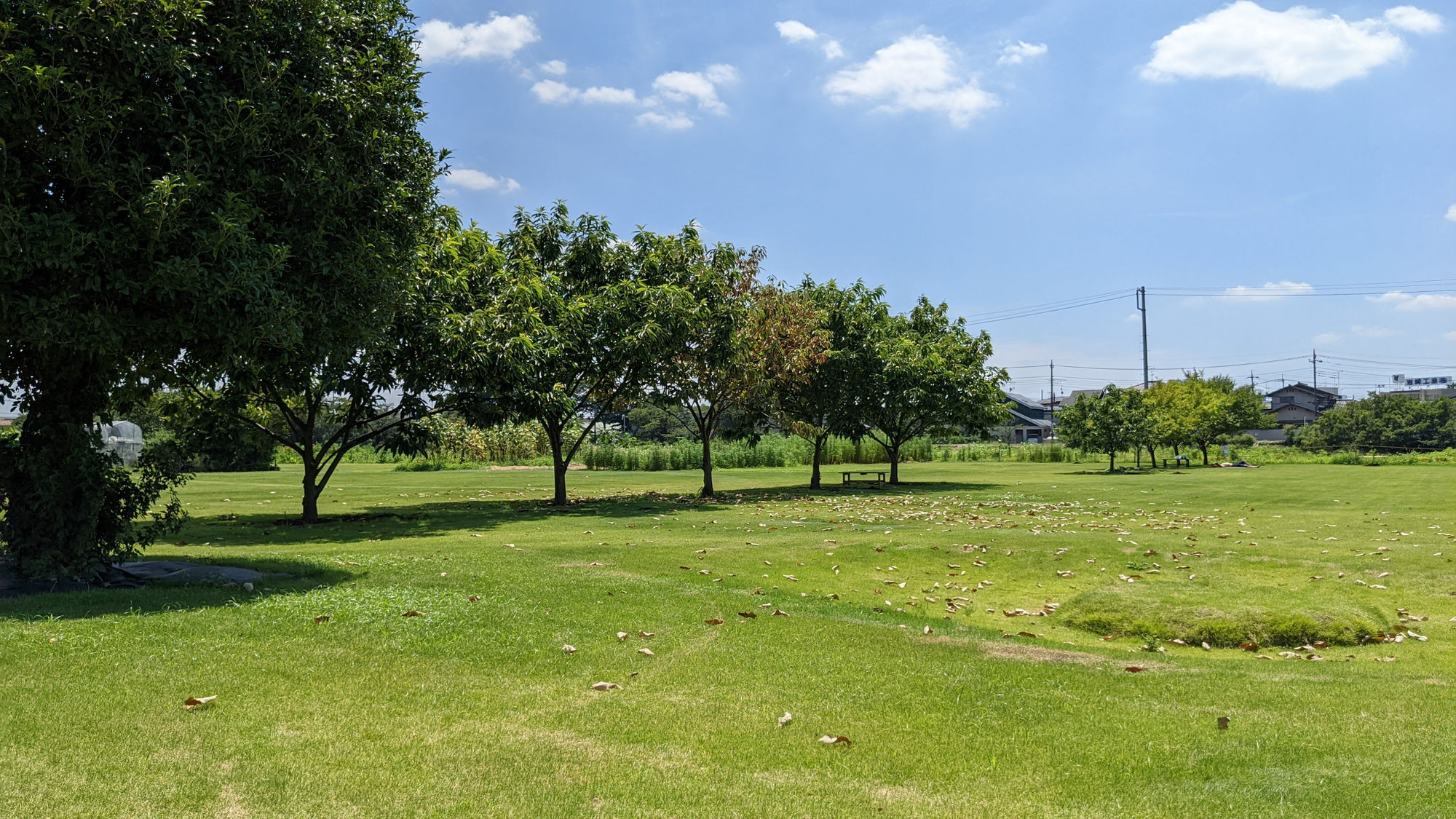 真夏の公園の楽しみ方は？