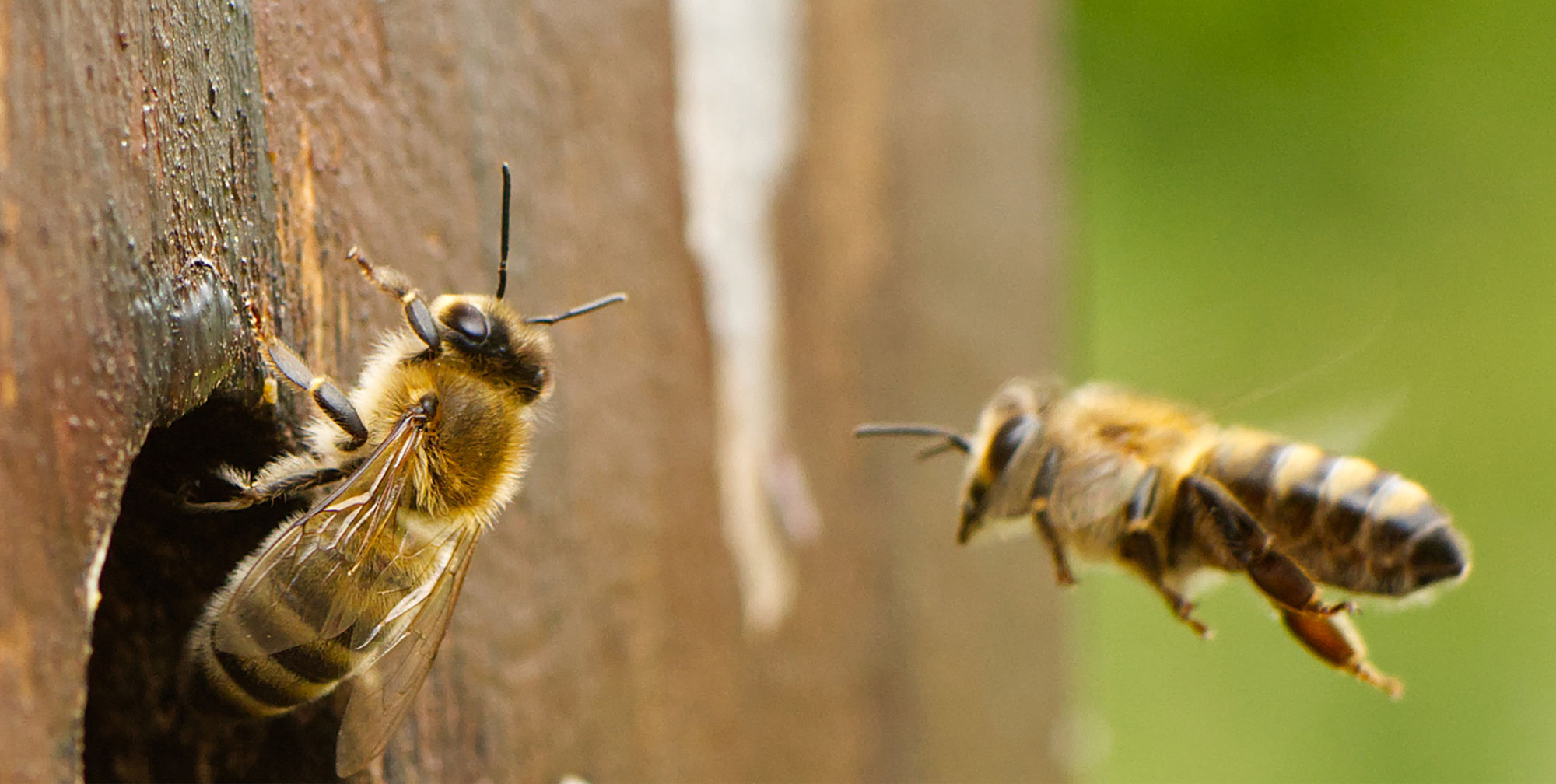 Vortrag - Heilkraft aus dem Bienenvolk