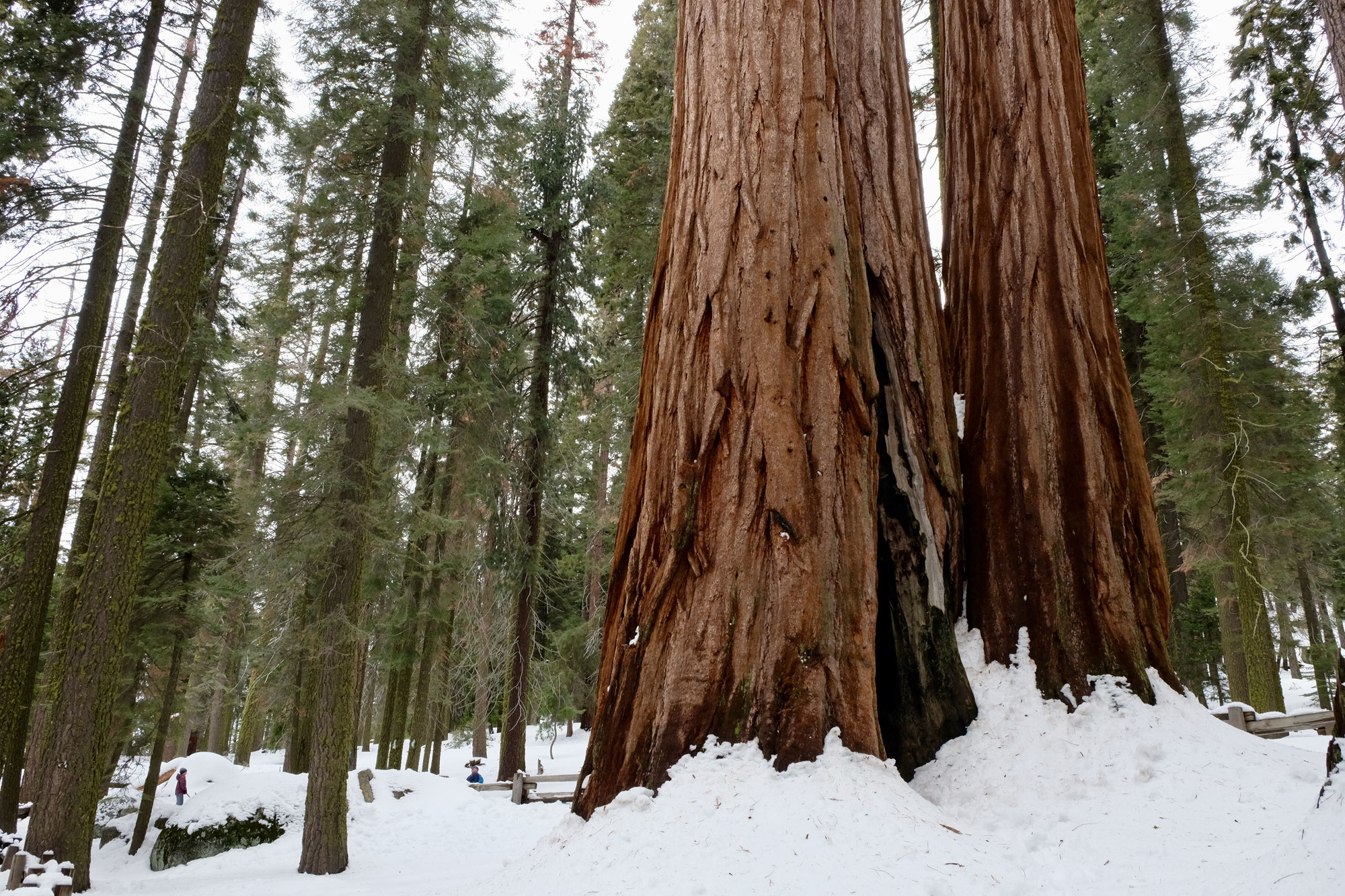 секвойя сервис.