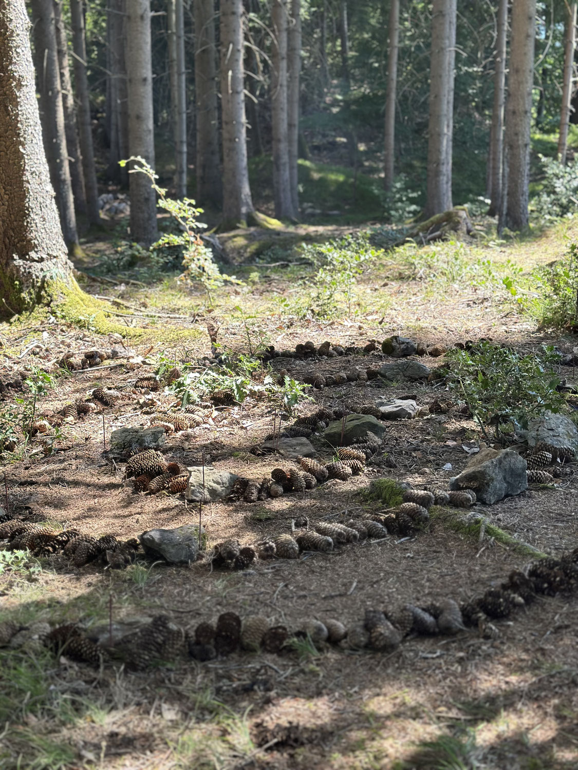 Geomantie erleben – den Wald mit allen Sinnen wahrnehmen