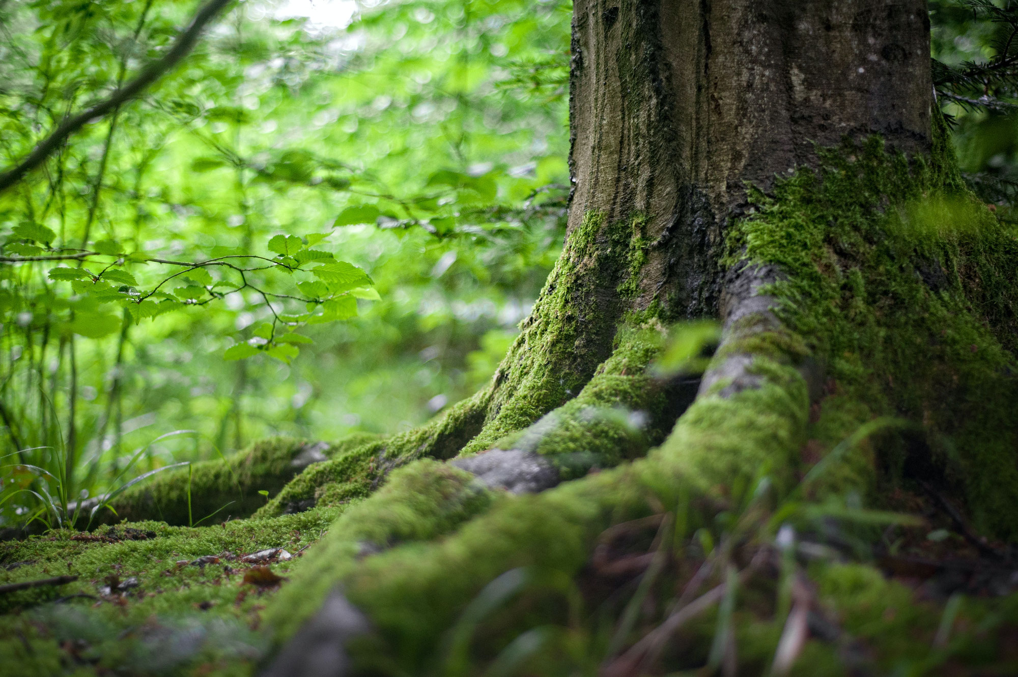 Plenarsitzung vom 14.07. zum Thema Wald